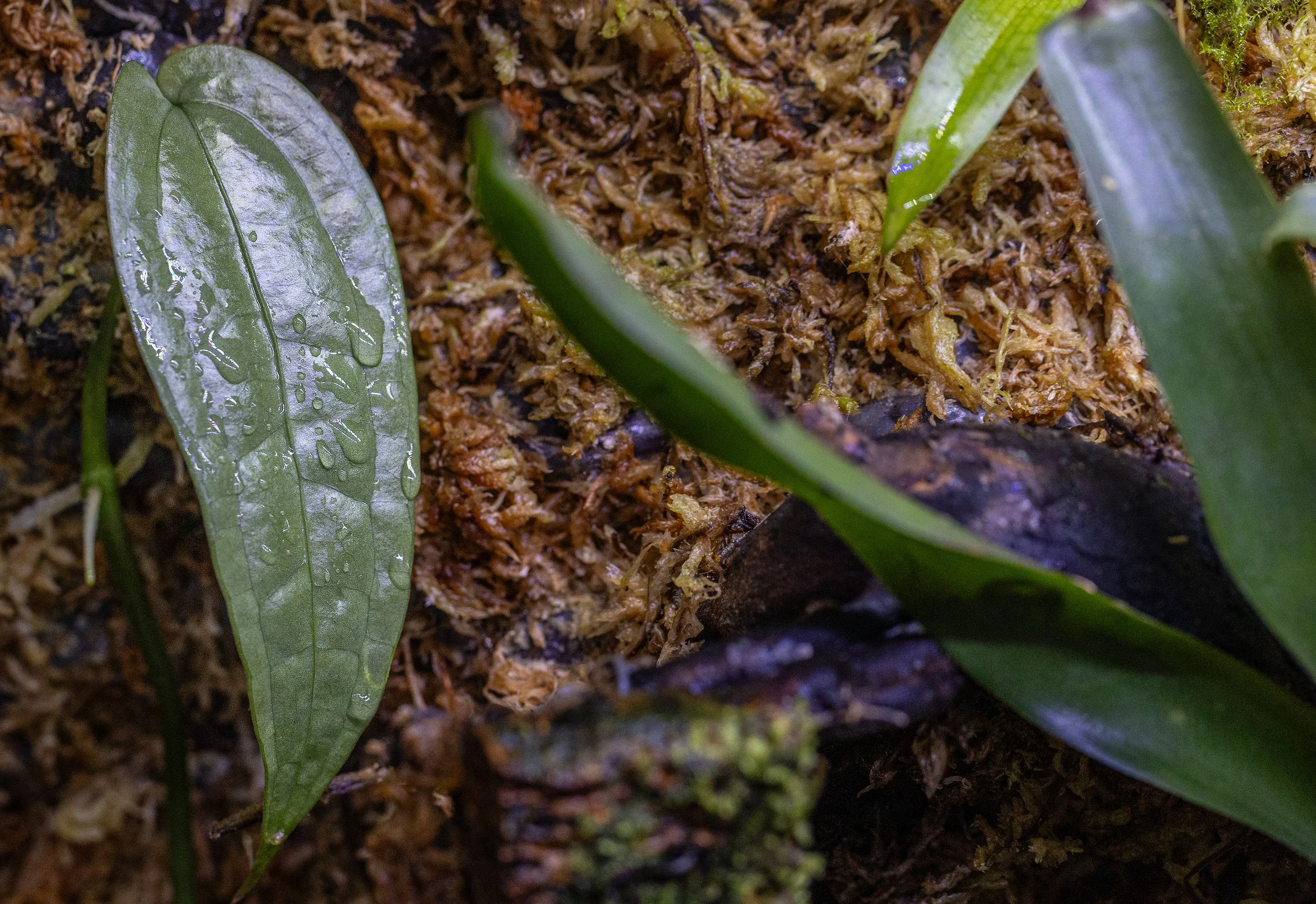 Anthurium sp. 'Limon'