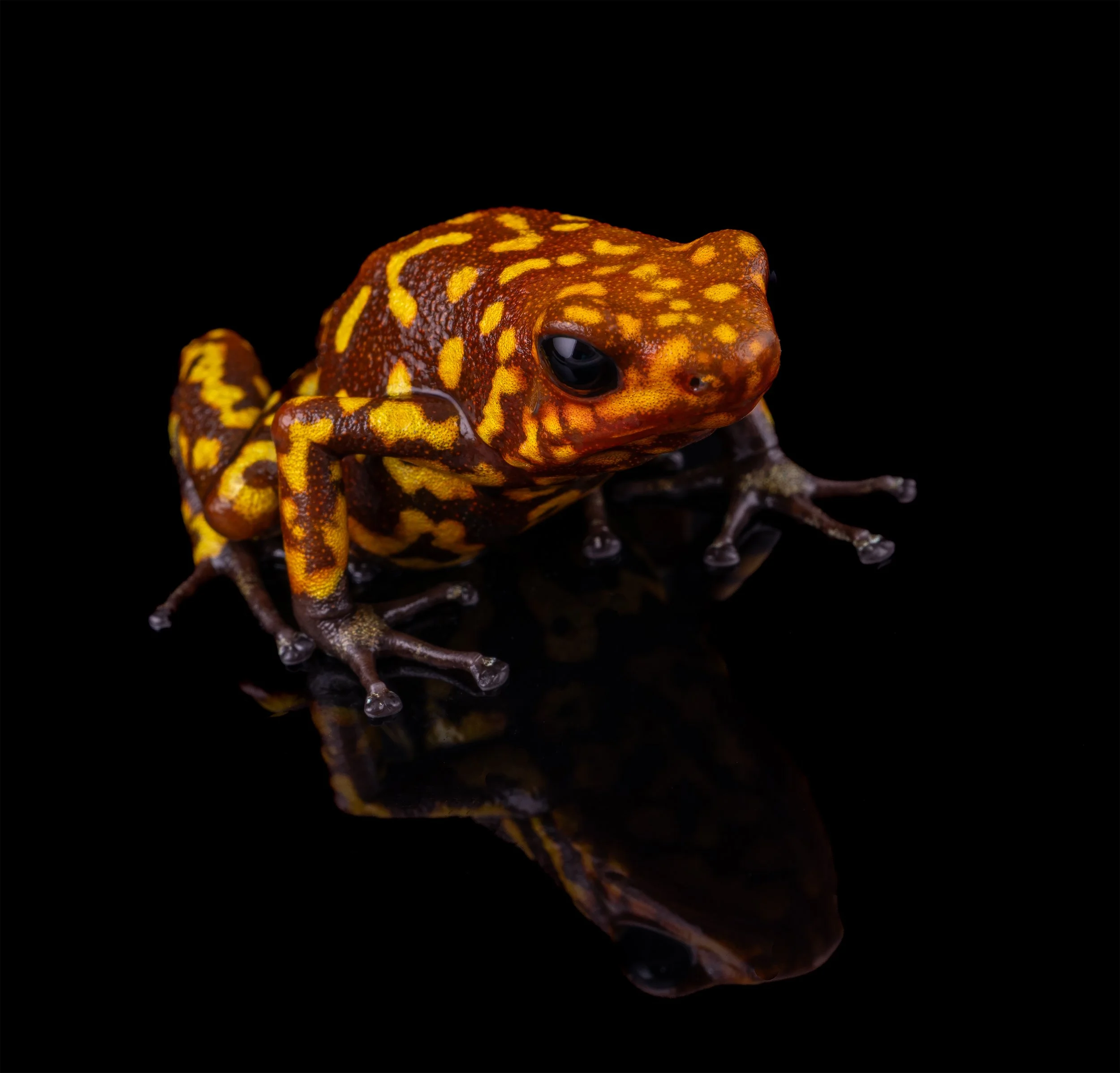 AVS_Prints_Oophagahistrionicaredheadlargeform6_sRGB_72ppi.jpg