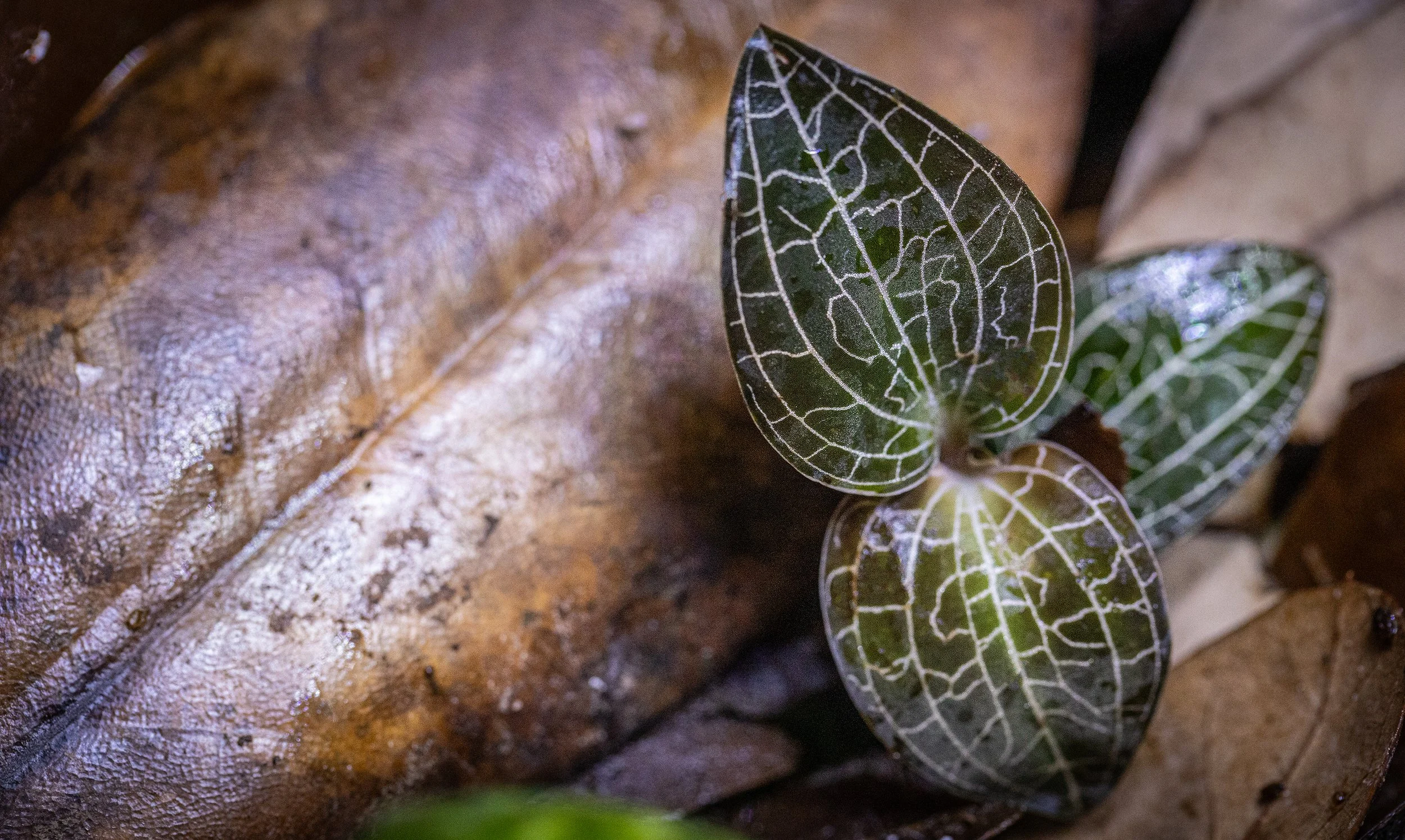 Dossinochilus 'Dreamcatcher'