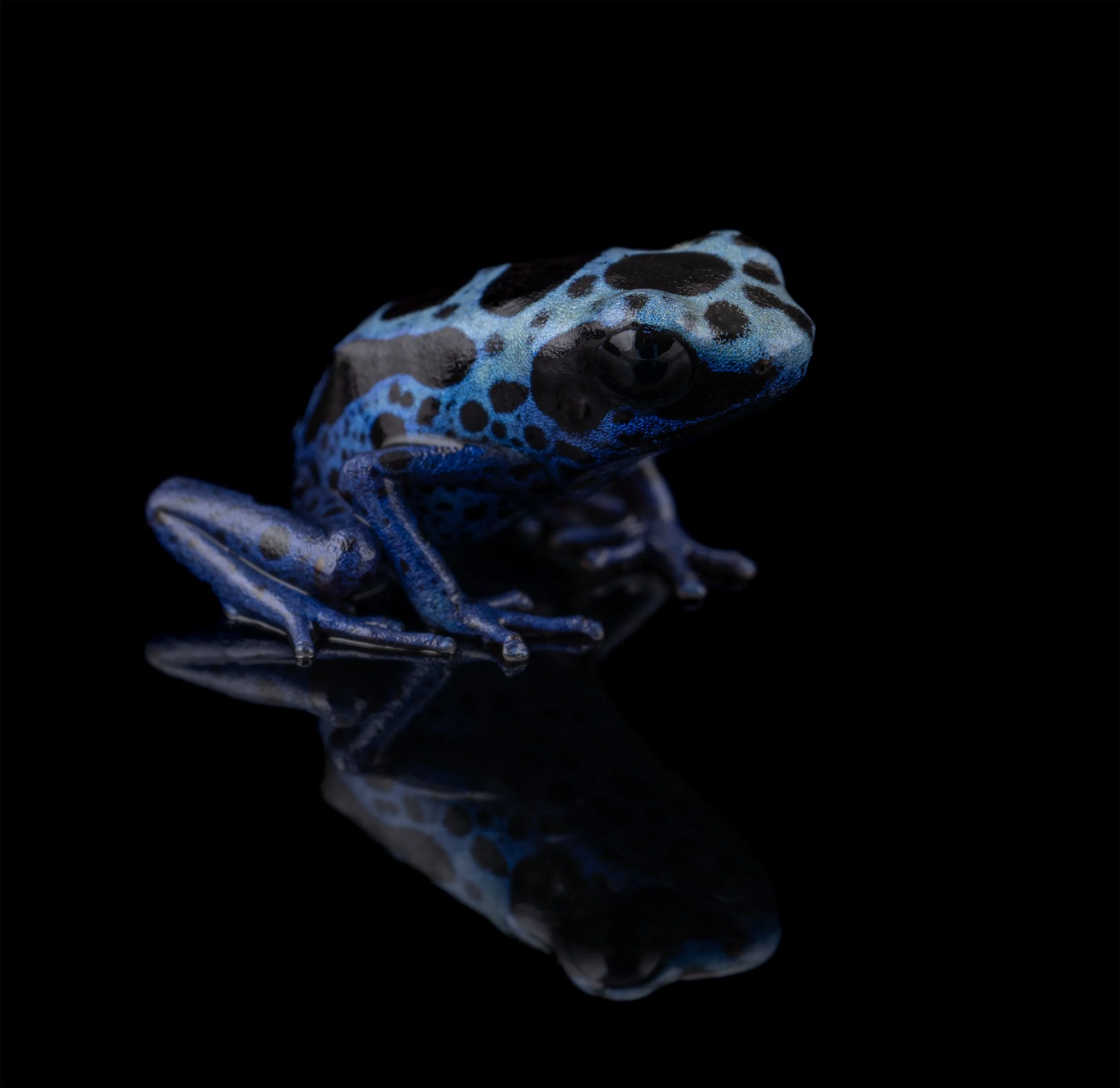 AVS_Prints_D.tinctoriusazureus6_sRGB_3456x_72ppi.jpg