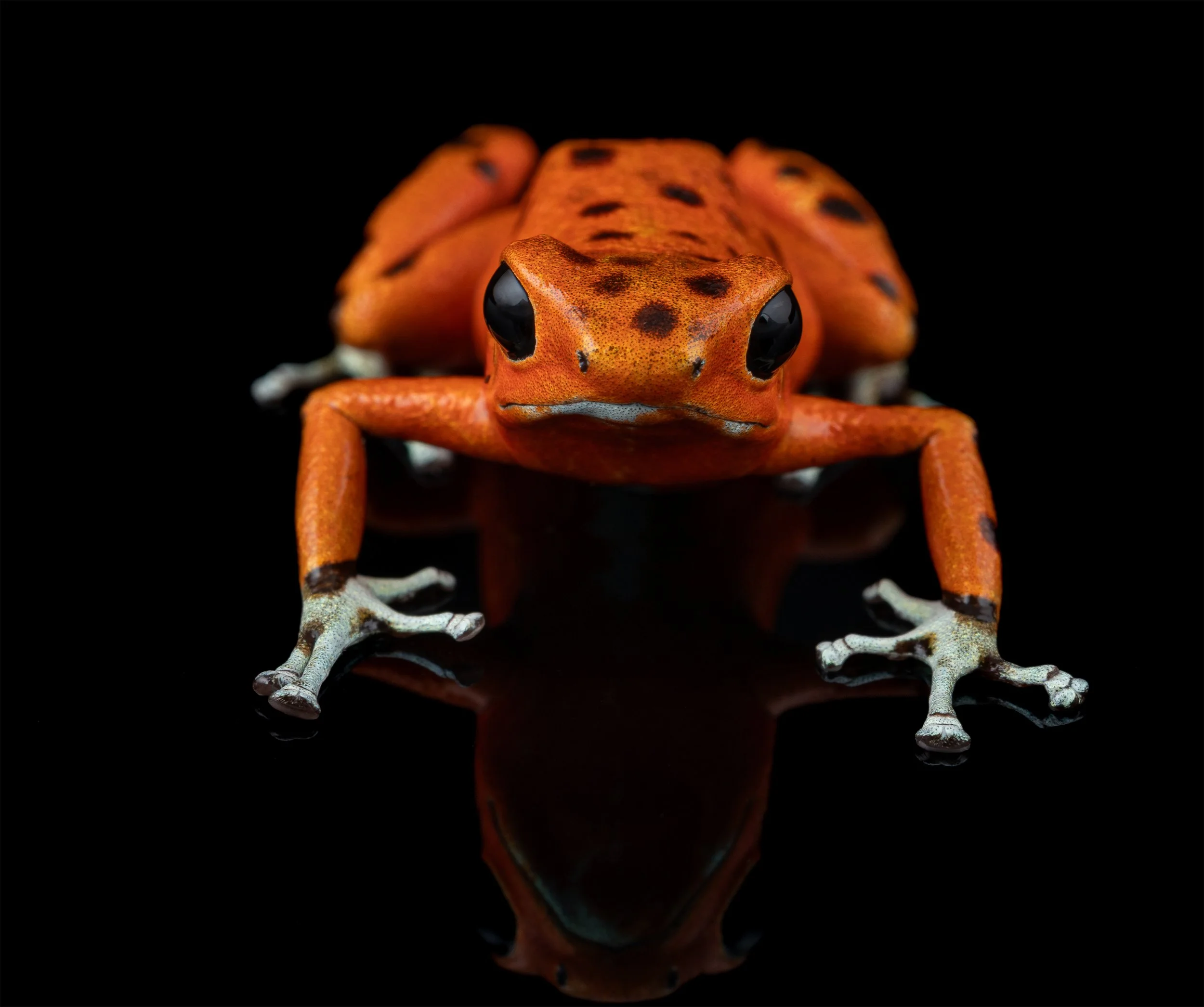 Adult Female Oophaga pumilio 'Bastimentos' III