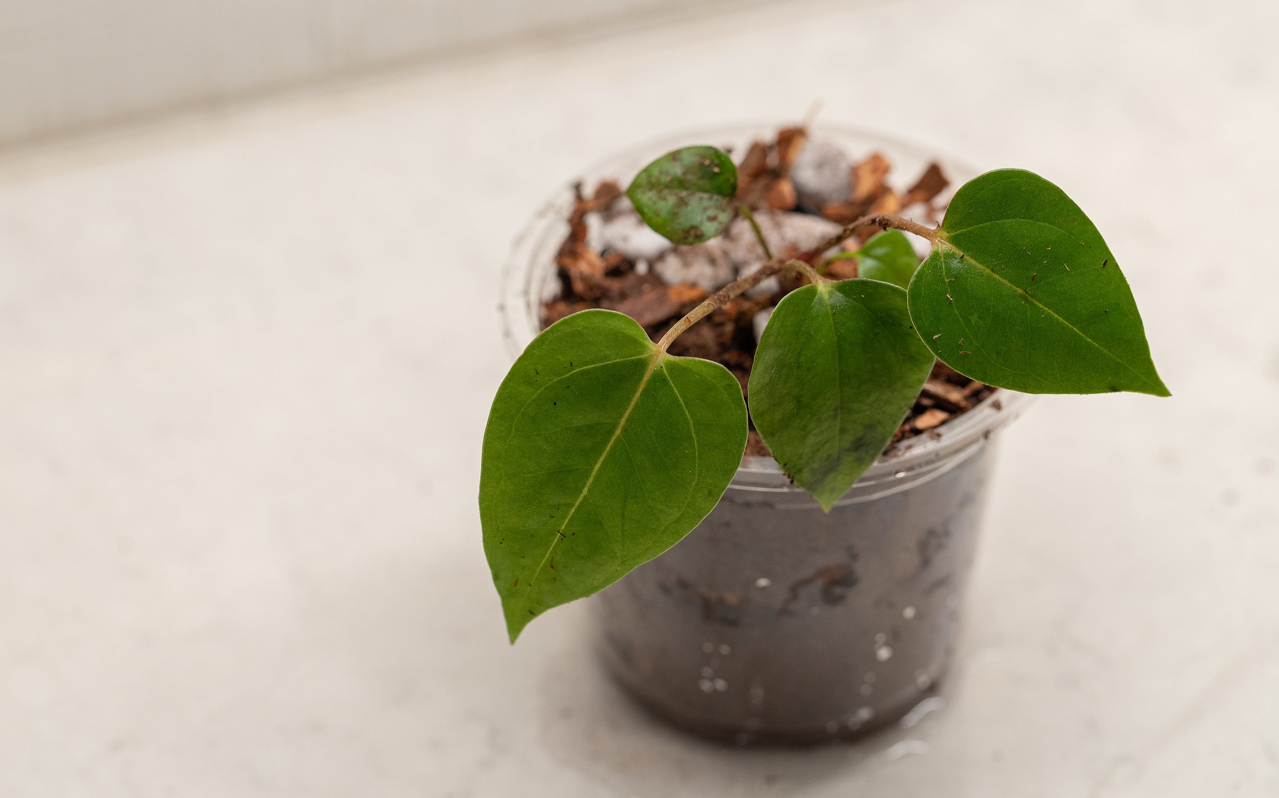 Now fill in the soil around the roots to the desired amount. Tap the side of the pot with your hand until the soil is evenly distributed around the roots. There’s absolutely no need to pack the soil down from the top. You want airflow around those