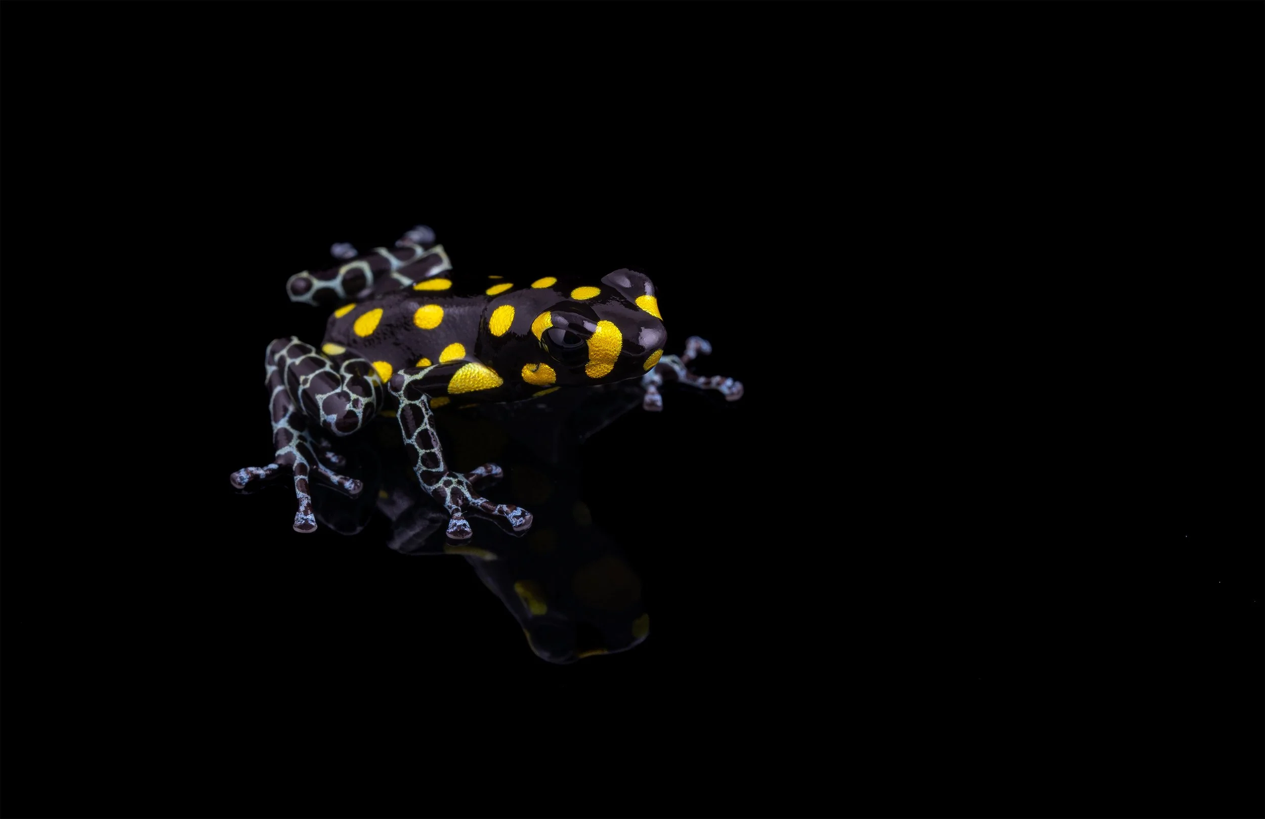 Spotted Poison Frog (Ranitomeya vanzolinii) II