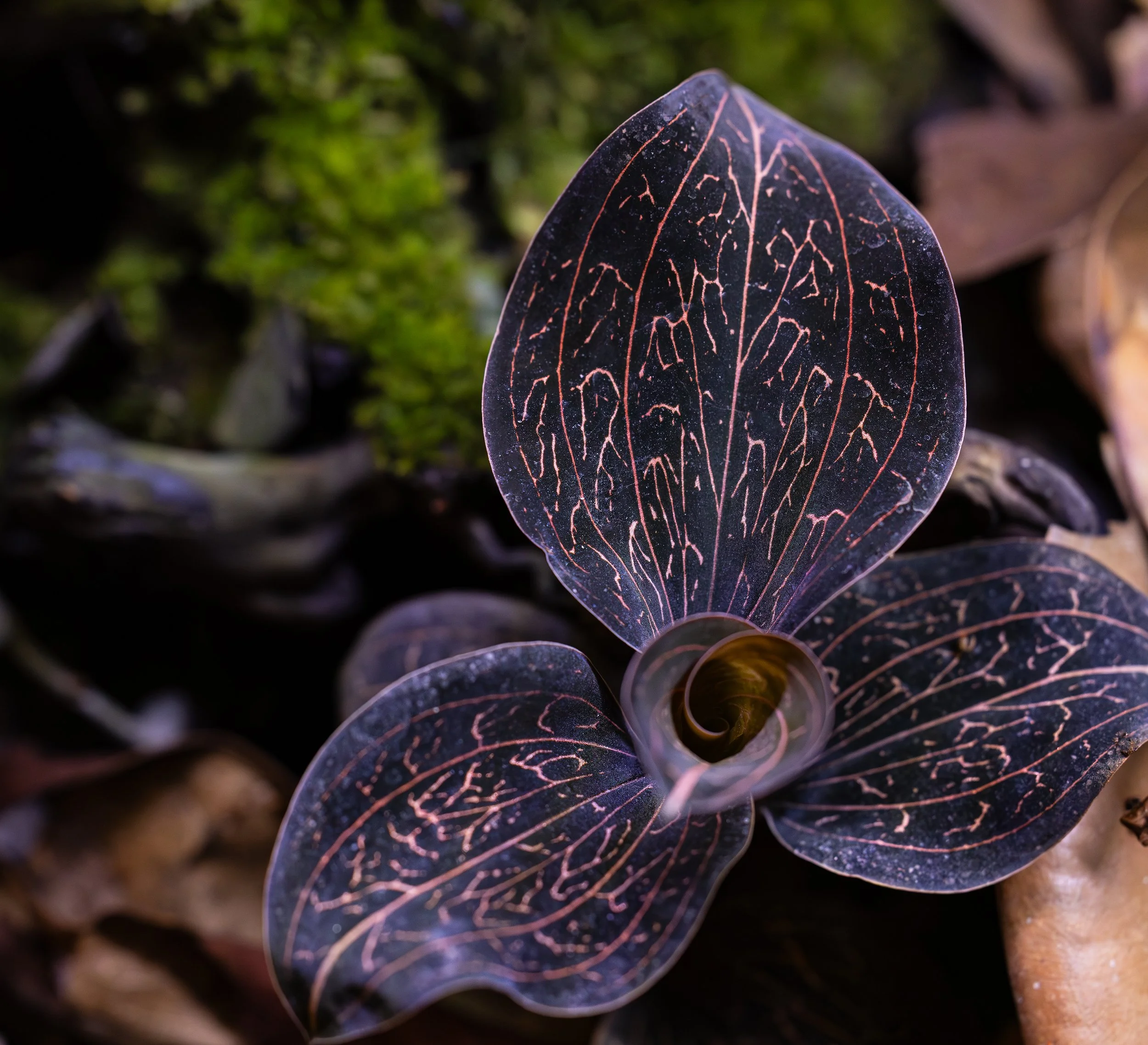 AVS_Anoectochiluschapaensis3_sRGB_3456x_72ppi.jpg
