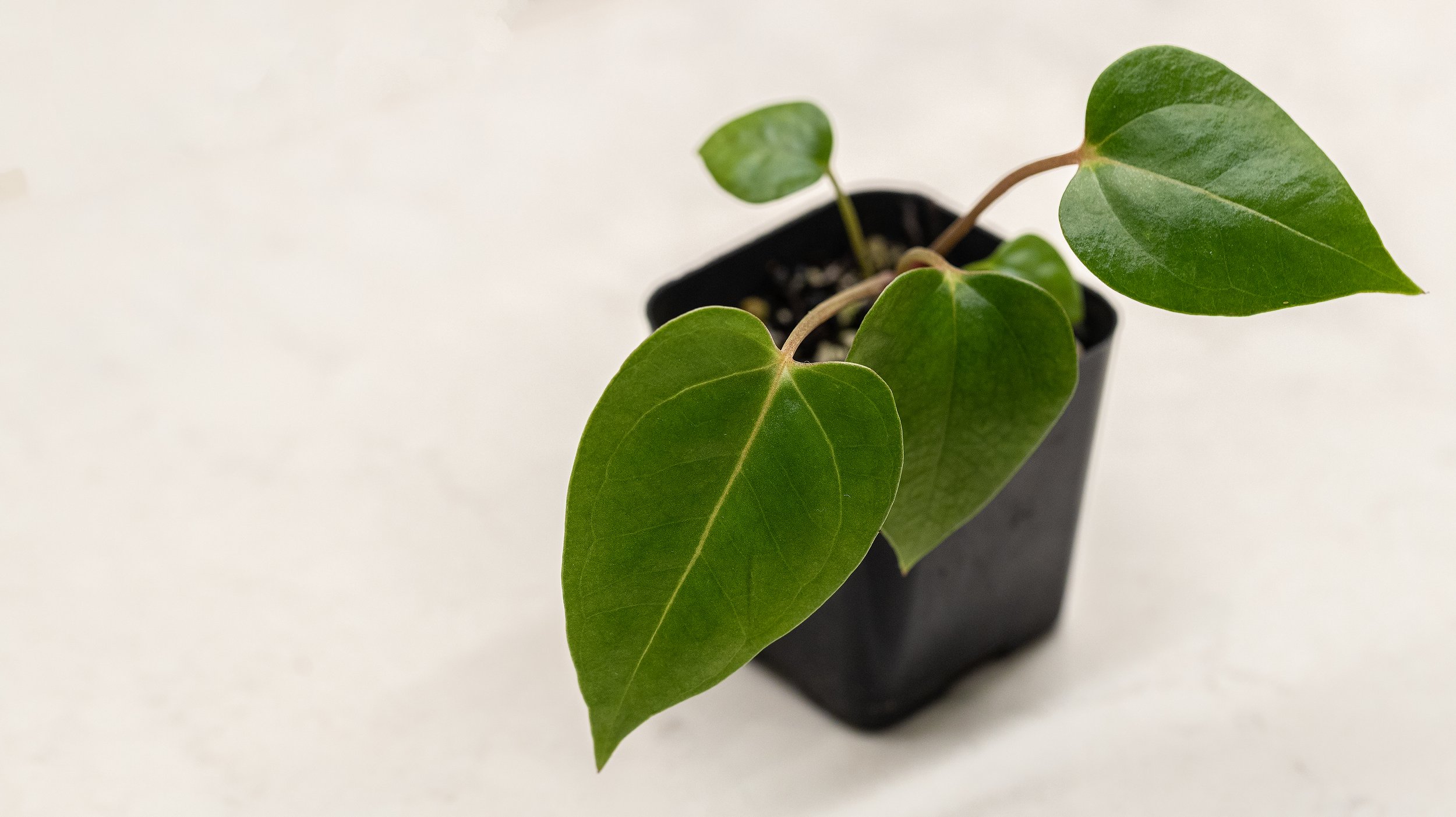 AVS_plantprep1_sRGB_3456x_72ppi.jpg