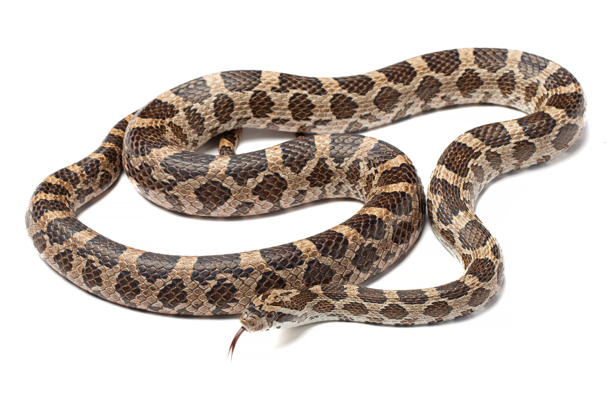 Pantherophis emoryi