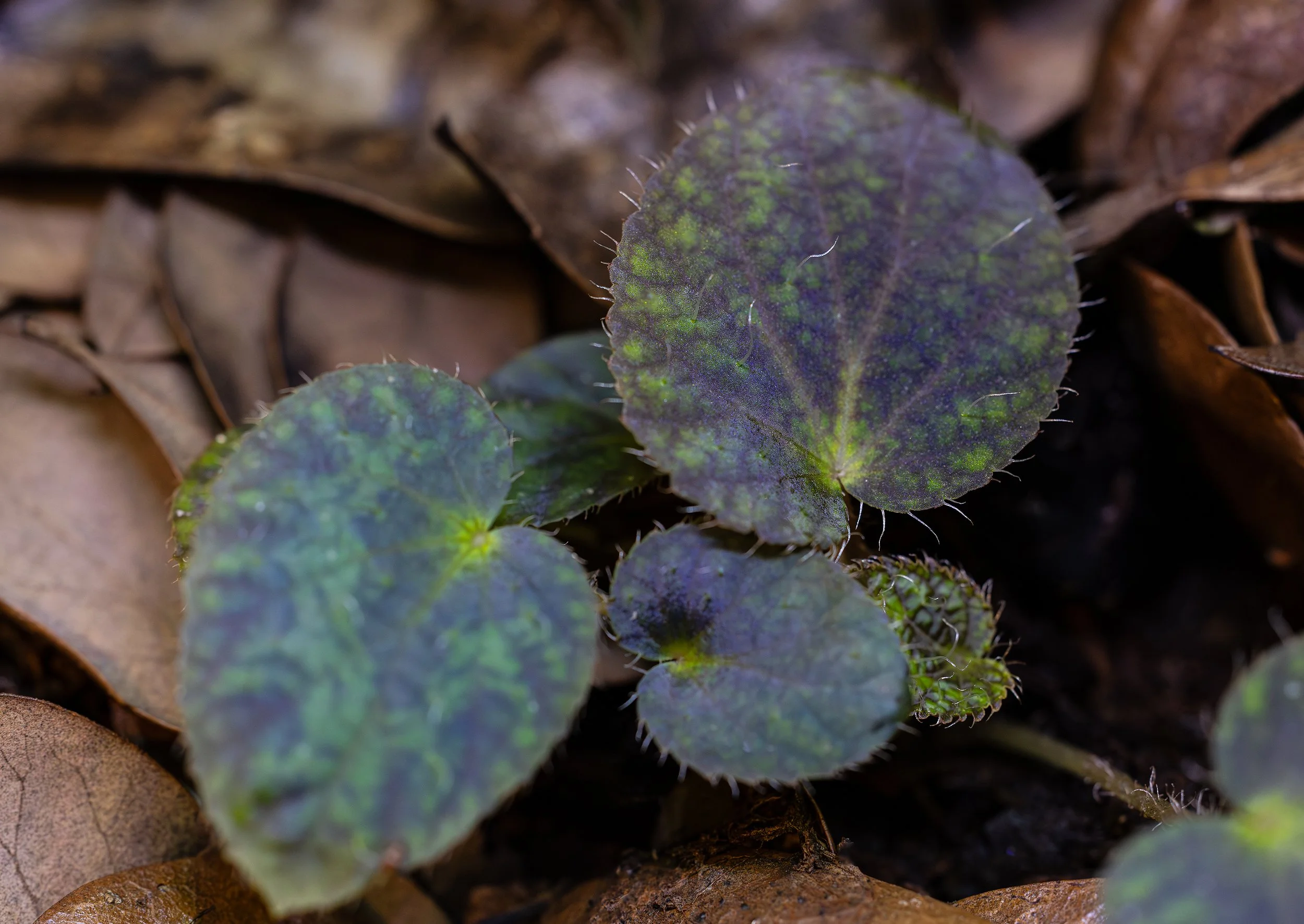 Begonia longiciliata