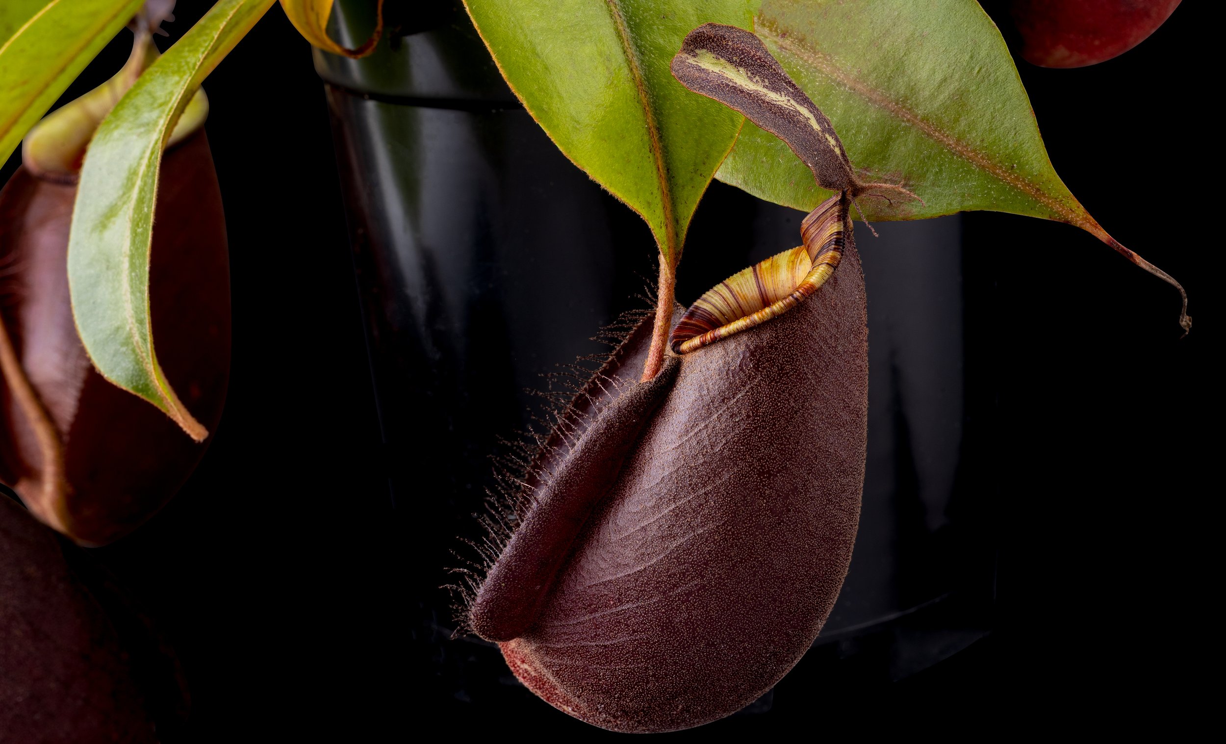 Nepenthes rafflesiana JB x ampullaria 'Black Miracle'