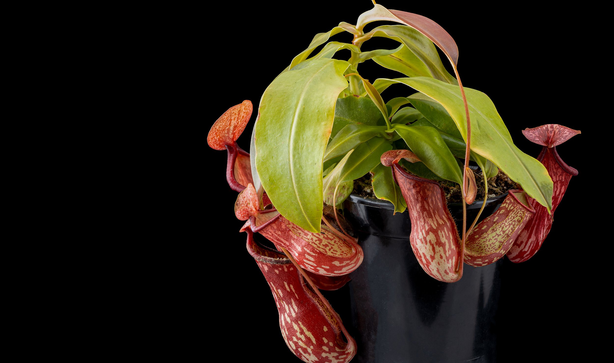 Nepenthes 'Gaya'