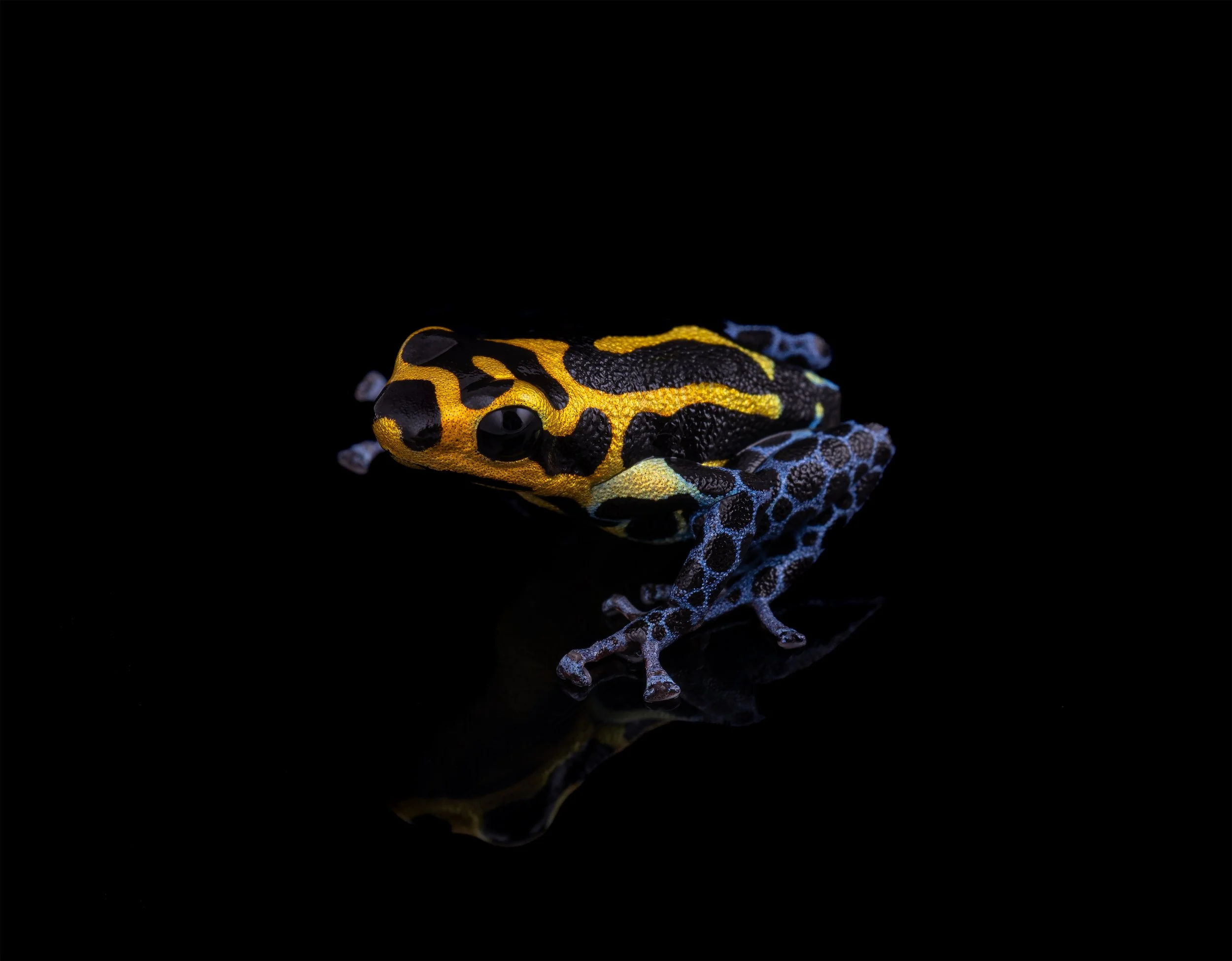 Mimic Poison Dart Frog (Ranitomeya imitator 'Varadero') II