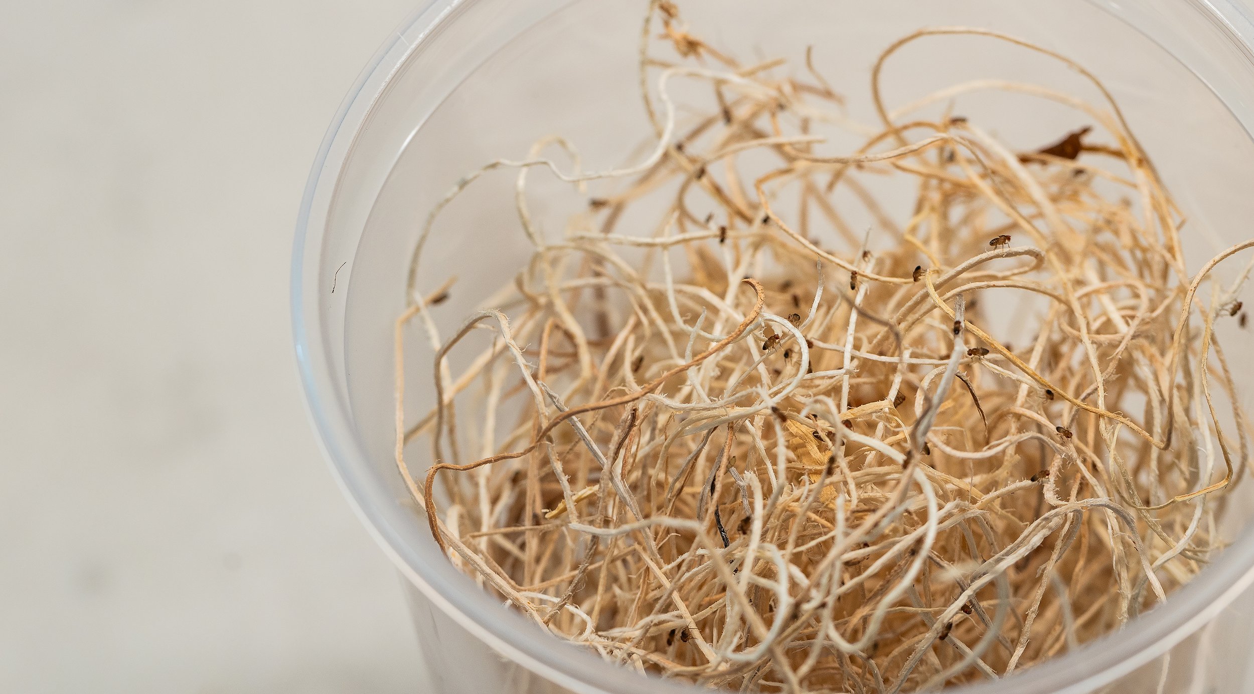 Let the media cool to room temperature, then add 30-50+ wingless or flightless fruit flies from an existing culture. I prefer wingless over flightless as flightless can get the ability to fly again over time. I highly recommend getting wingless D.