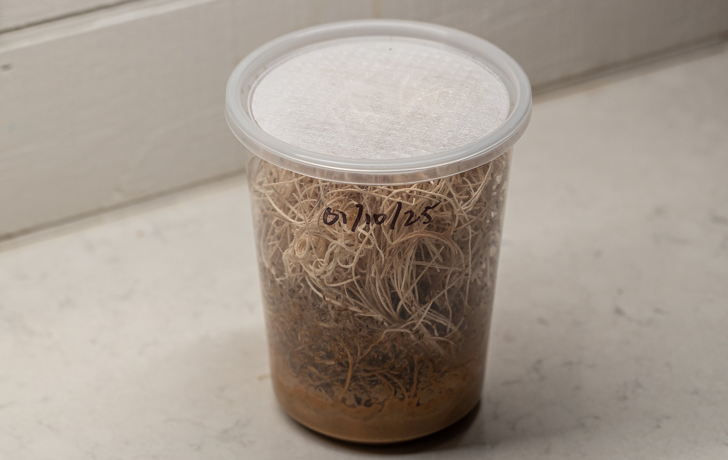 Put the lid back on, and write the date on the cup with a permanent marker. In about two weeks at room temperature, the culture should be producing flies. The cultures usually last about a month. I typically throw out old cultures at this point to