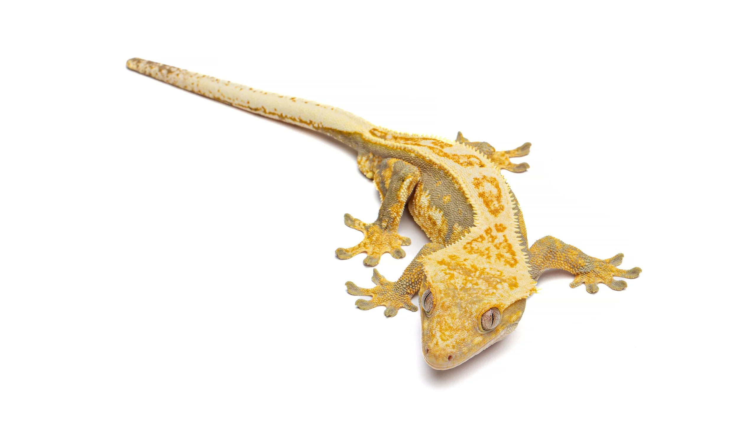 Correlophus ciliatus