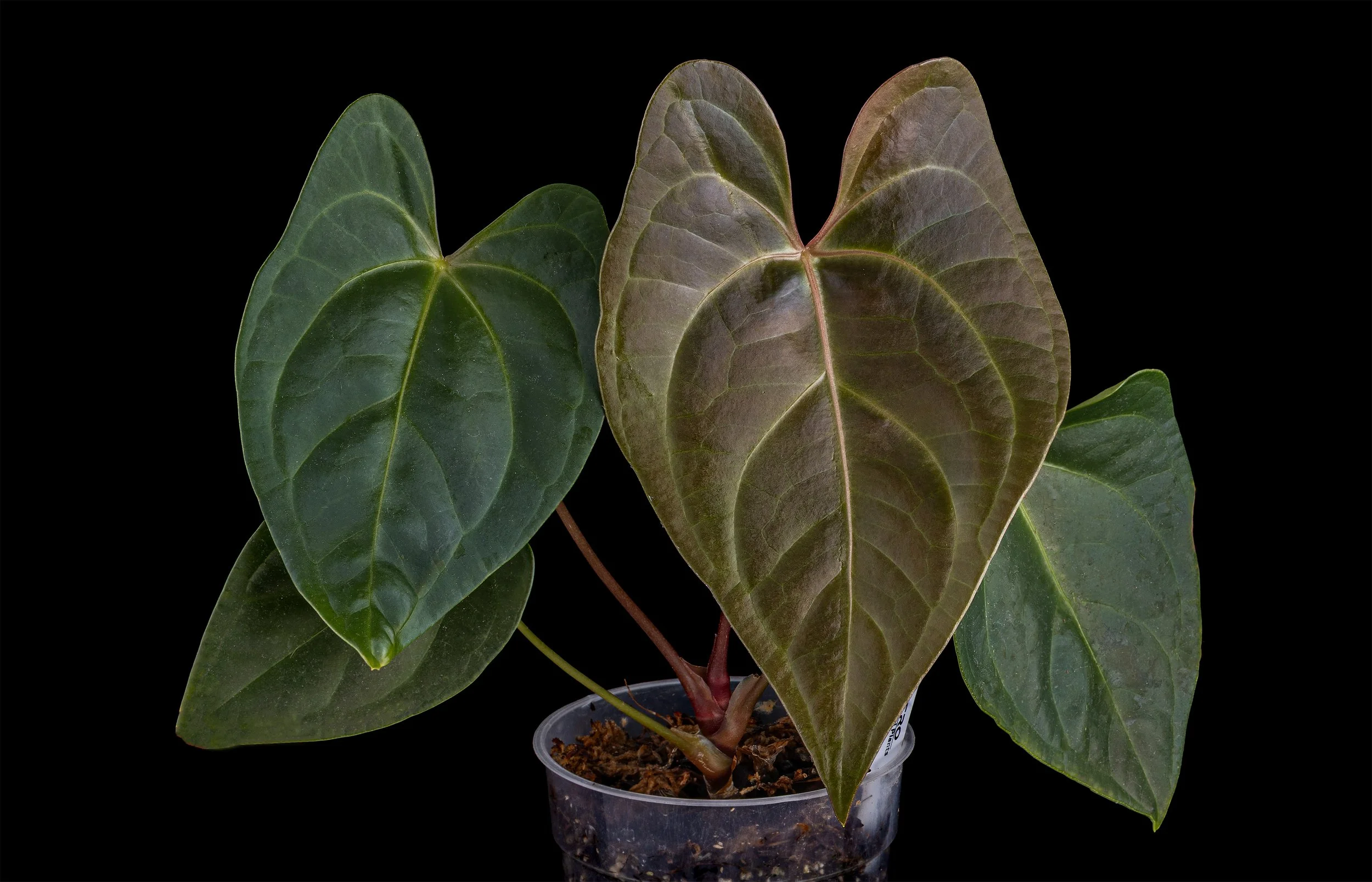 Anthurium regale #1 x nigrilaminum 'Gigi'
