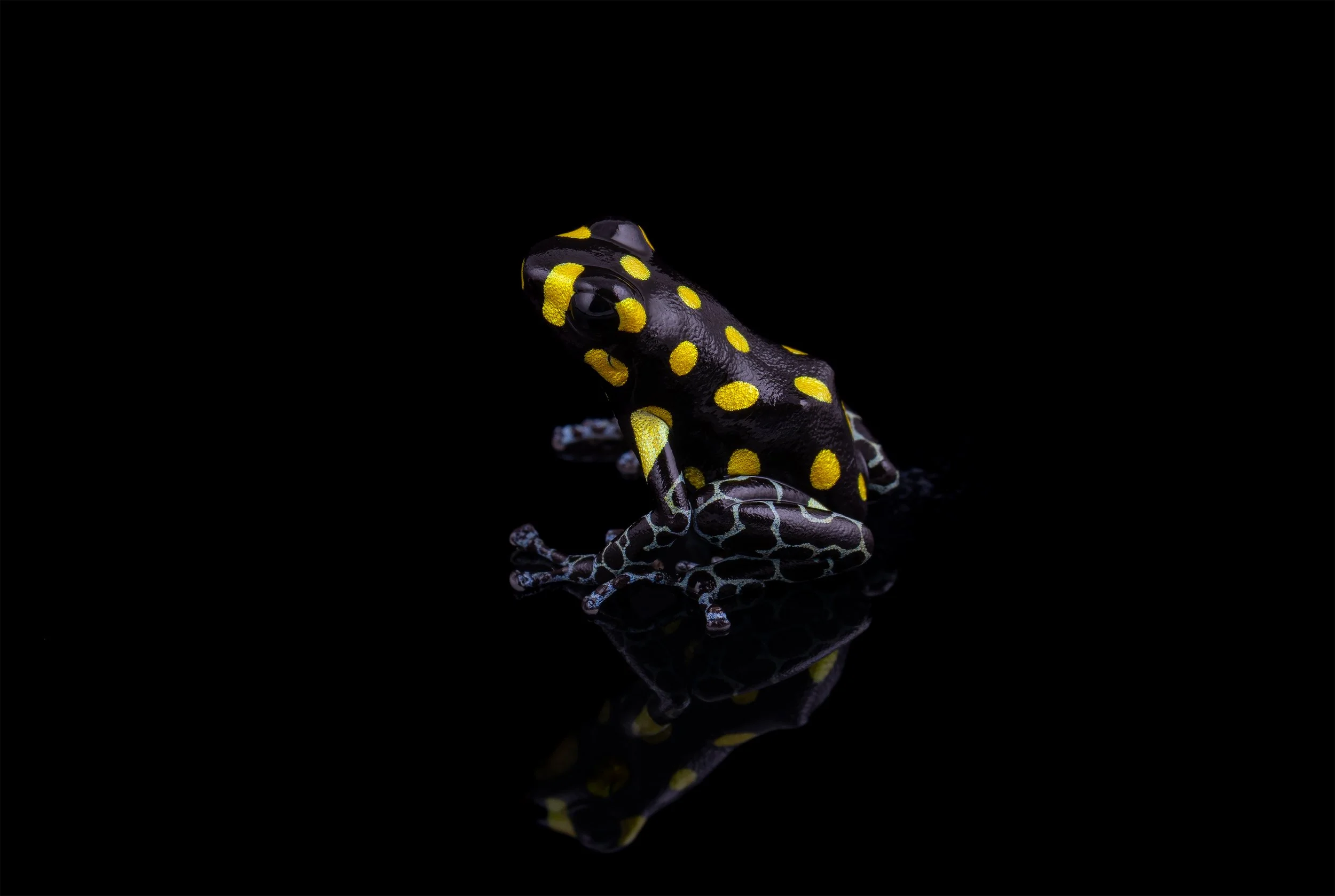 Spotted Poison Frog (Ranitomeya vanzolinii)