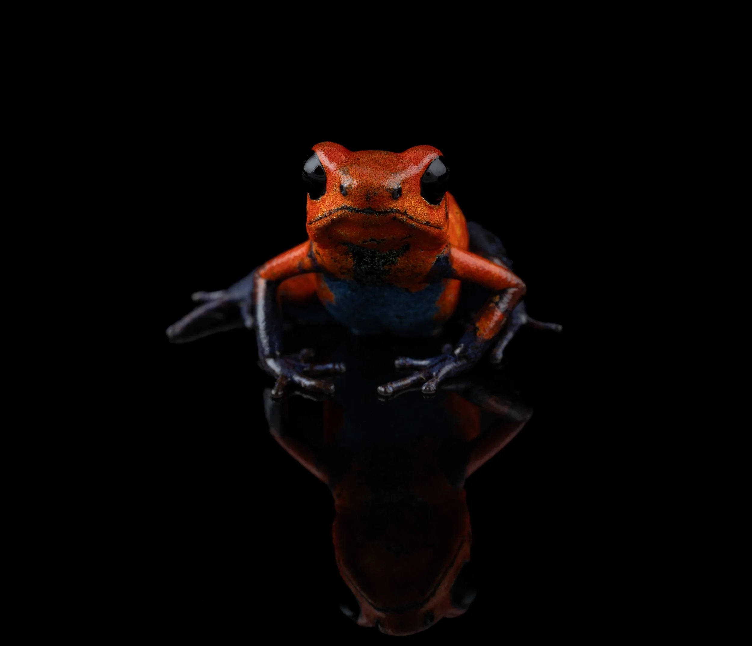 AVS_Prints_Oophagapumilio8_sRGB_3456x_72ppi.jpg