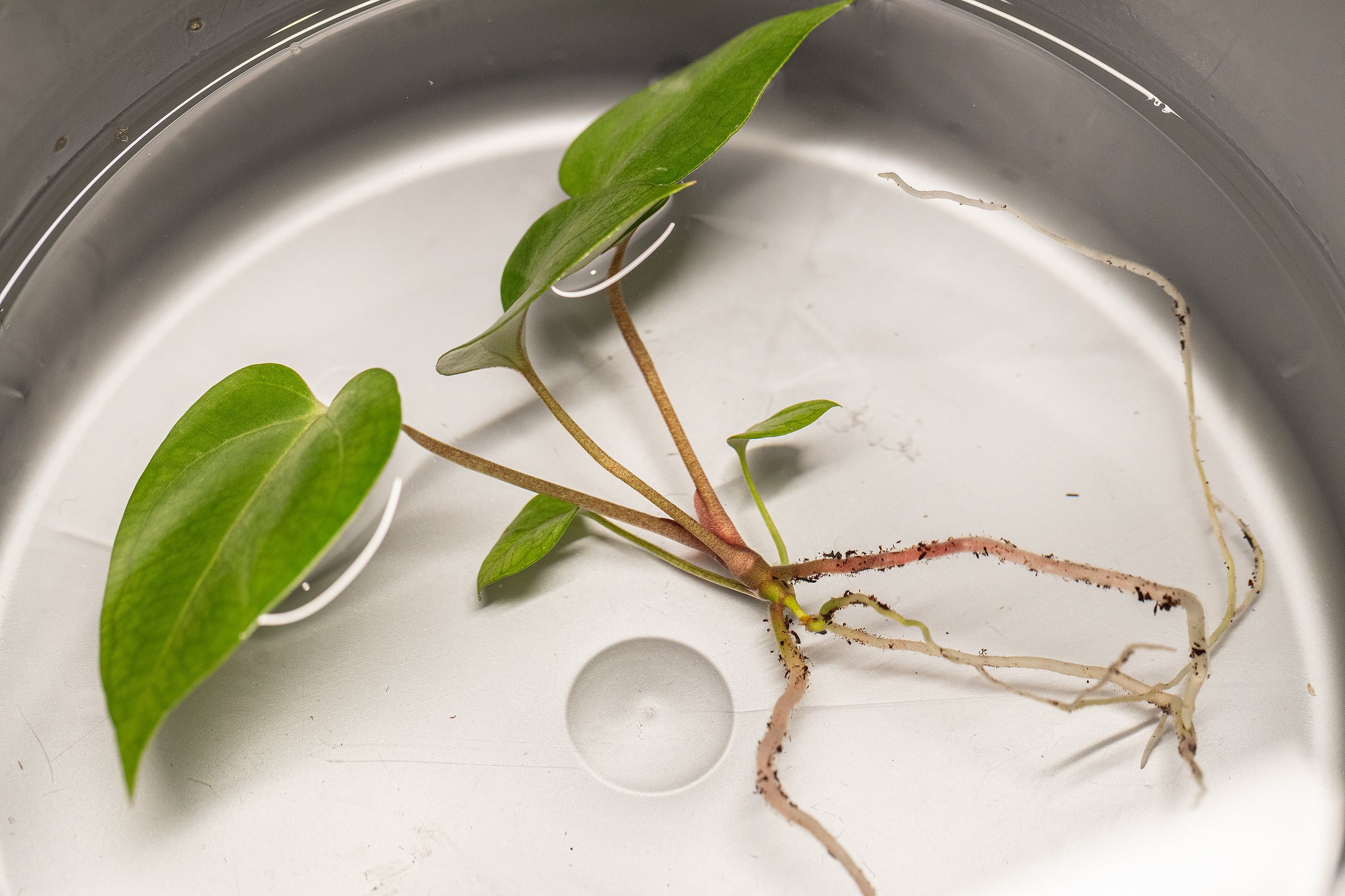 Soak the plant in a container of reverse osmosis or distilled water for 30 minutes to rehydrate the plant and loosen any stubborn soil stuck on the roots