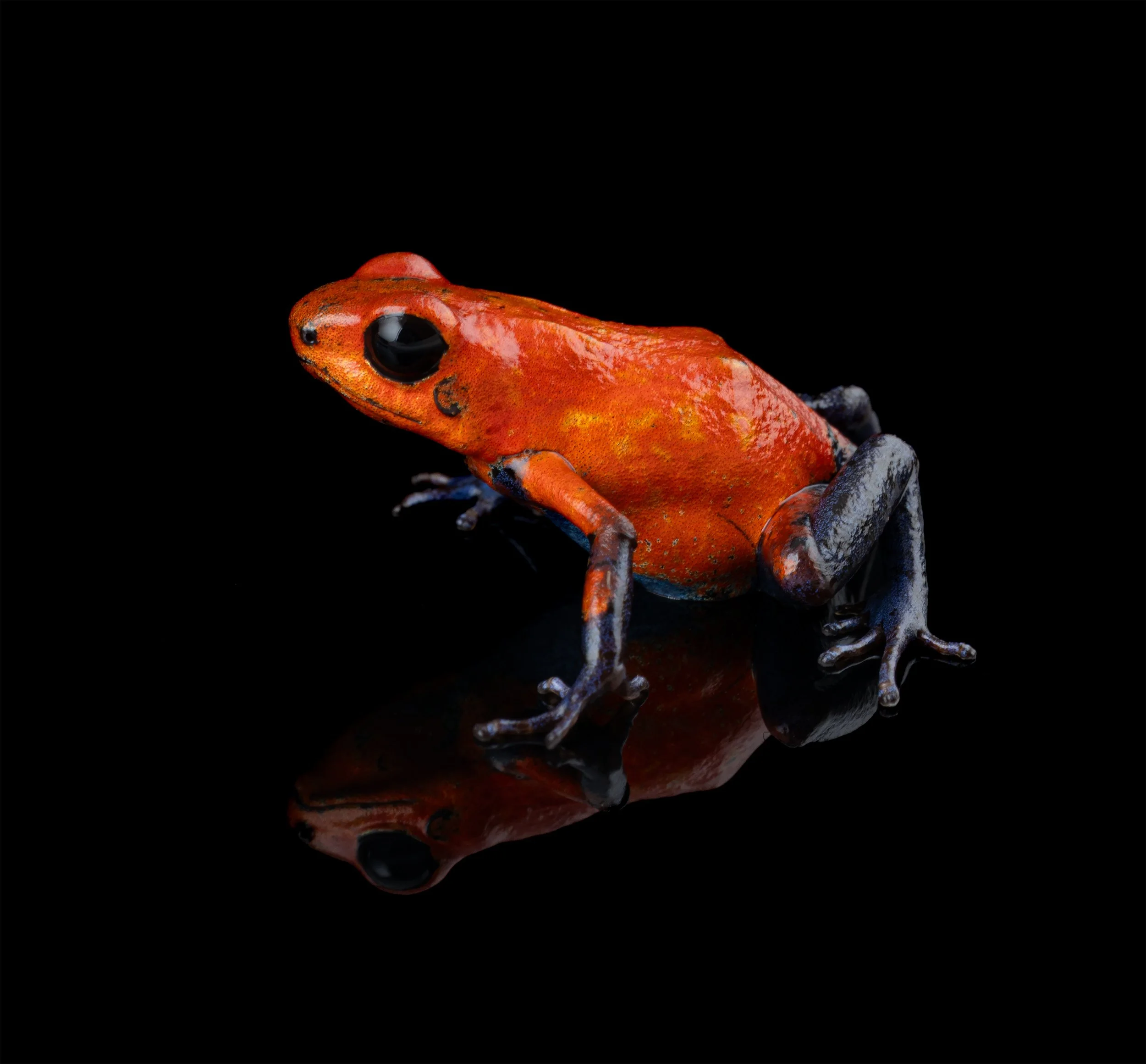 AVS_Prints_Oophagapumilio9_sRGB_3456x_72ppi.jpg