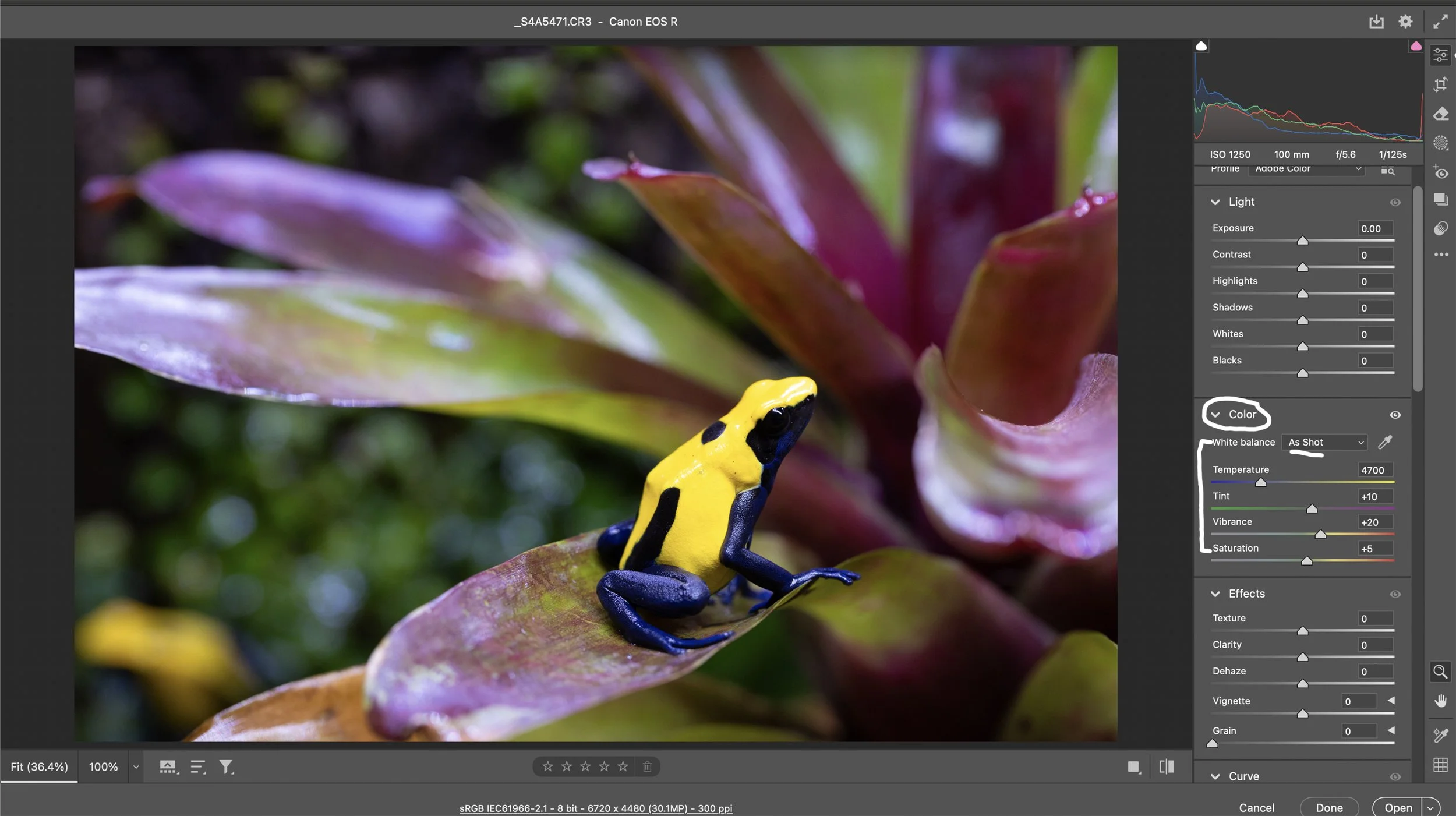 Next, let’s work on the Color sliders.  When photographing herps in enclosures, I always shoot Auto While Balance in-camera, then correct the white balance in Adobe Camera Raw (ACR).  Unlike my studio photography, I don’t use a gray card to nail whit