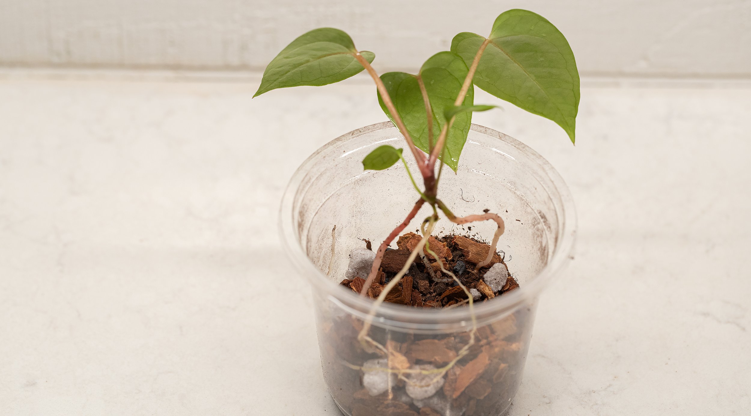 Place a layer of soil on top of the LECA, then put the new plant in, making sure the roots fit somewhat snugly in the new pot.