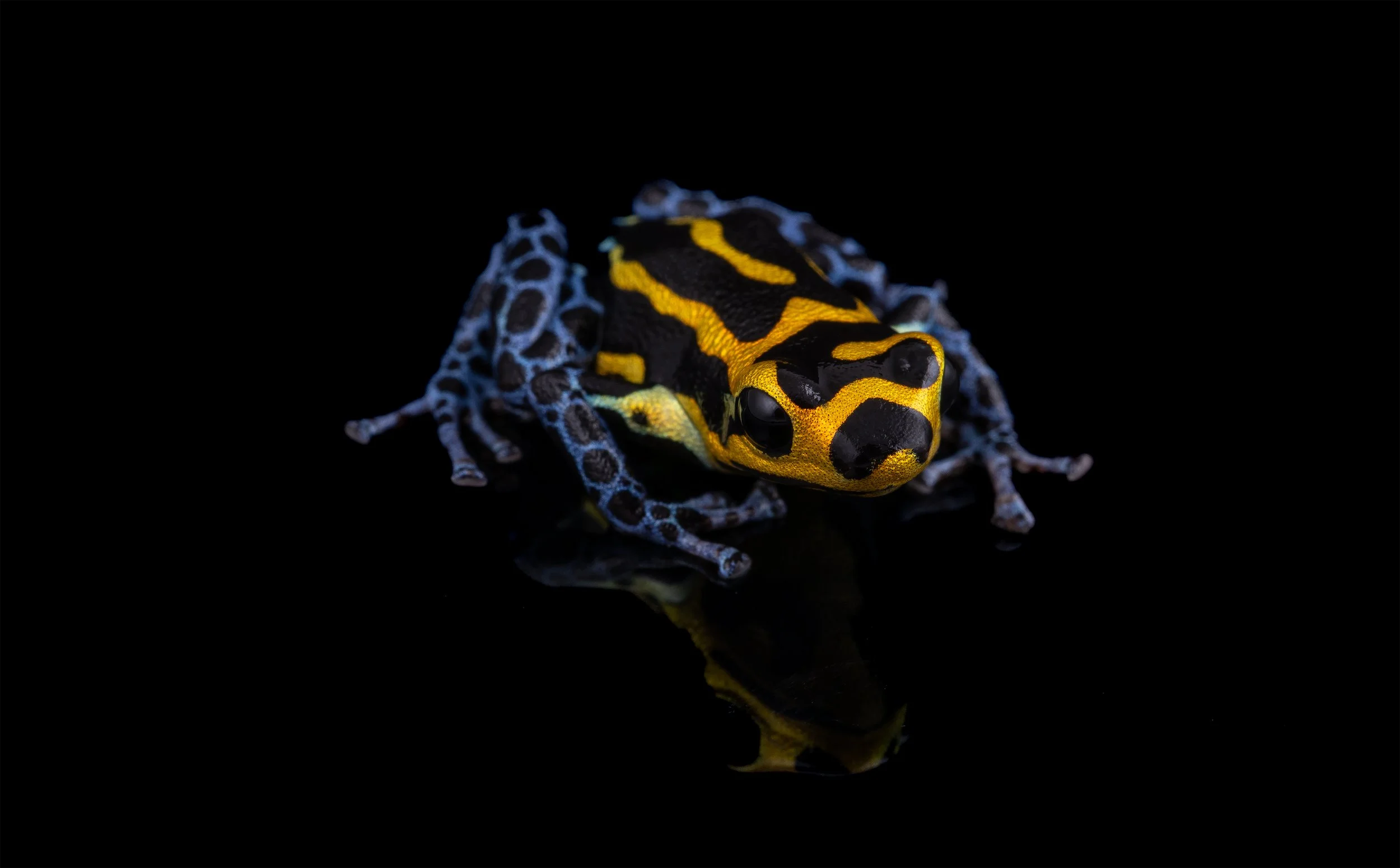 Mimic Poison Dart Frog (Ranitomeya imitator 'Varadero')