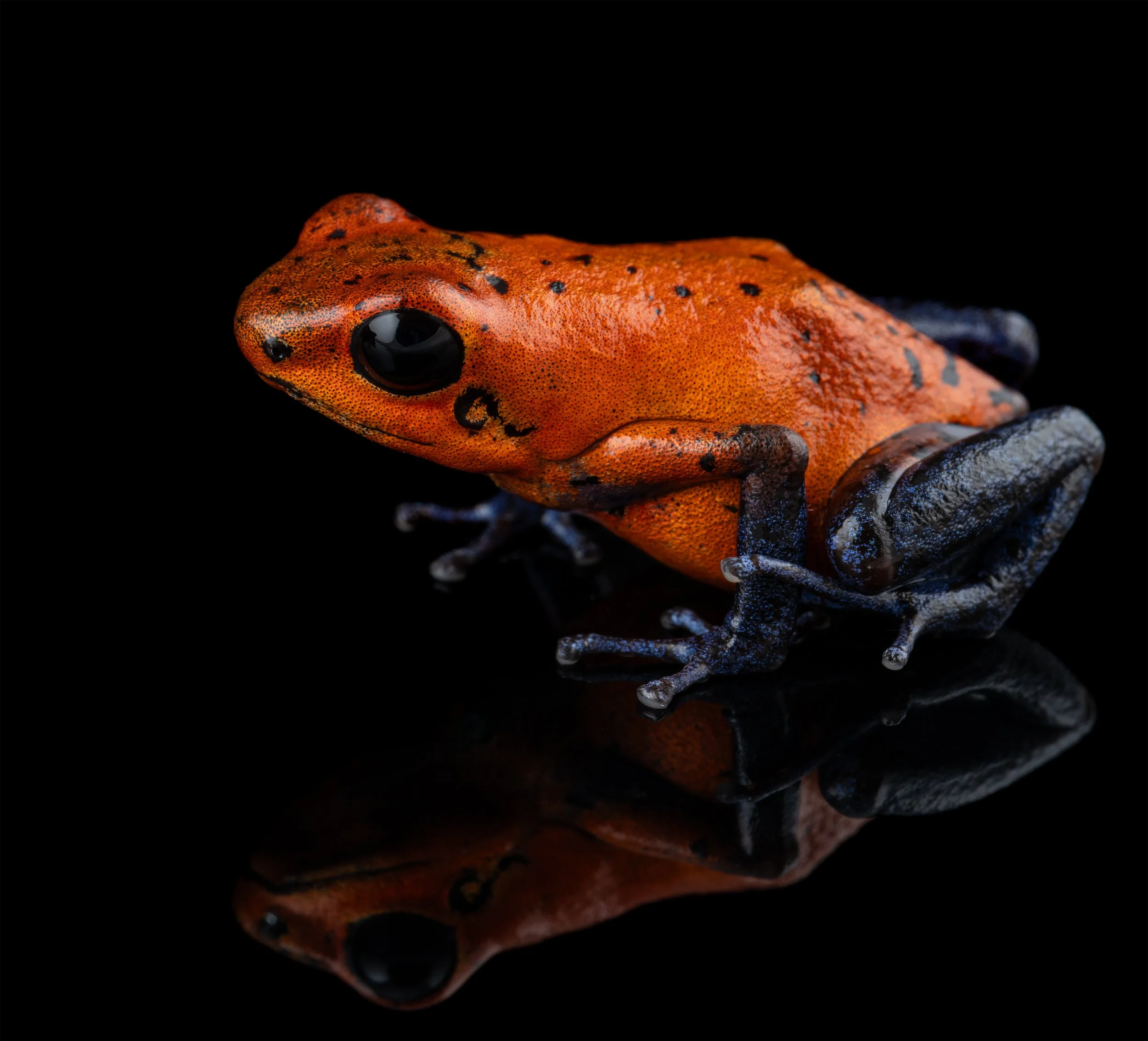 Oophaga pumilio 'Blue Jeans'