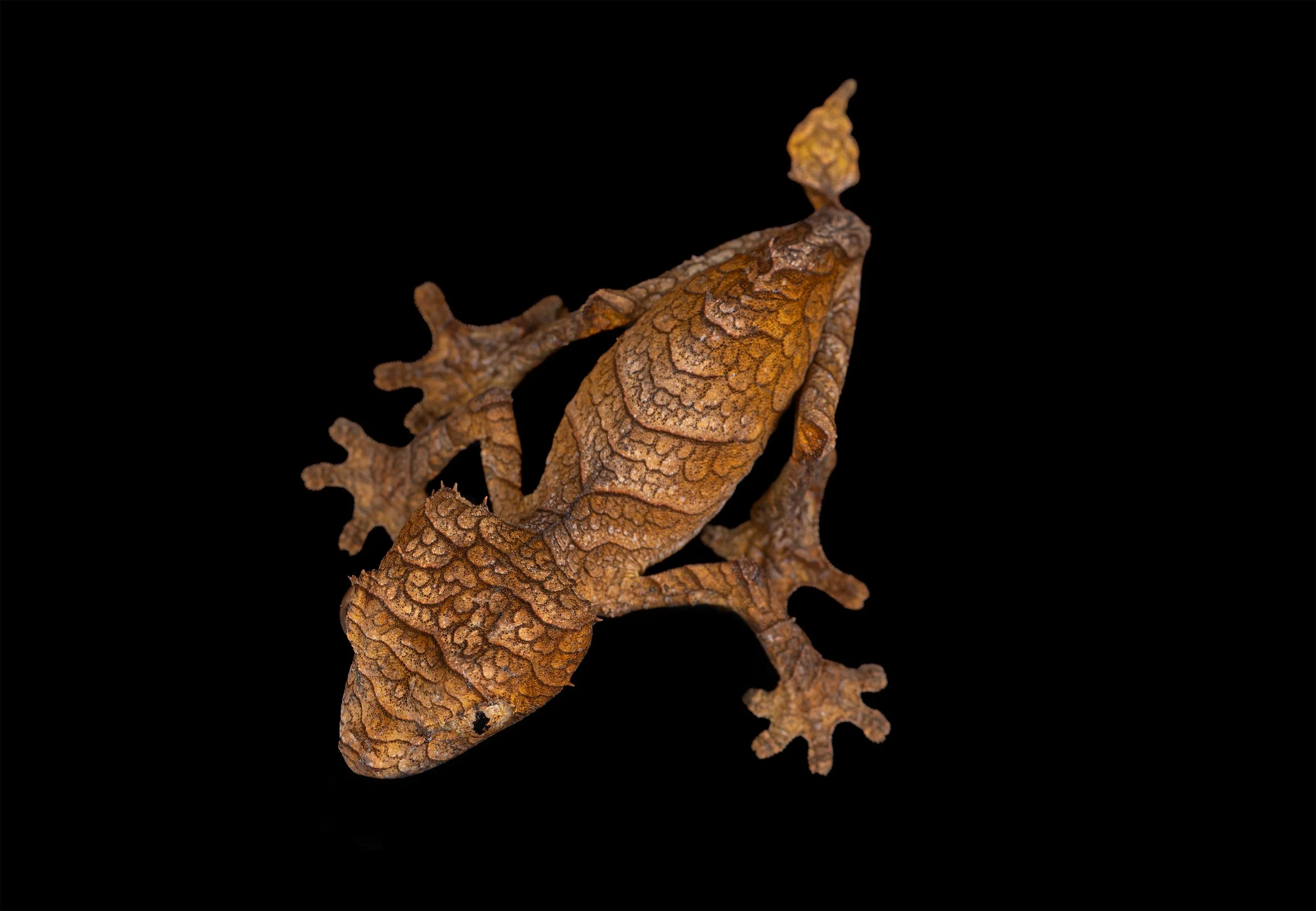 Adult Female Spearpoint Leaf-tailed Gecko (Uroplatus ebenaui) II