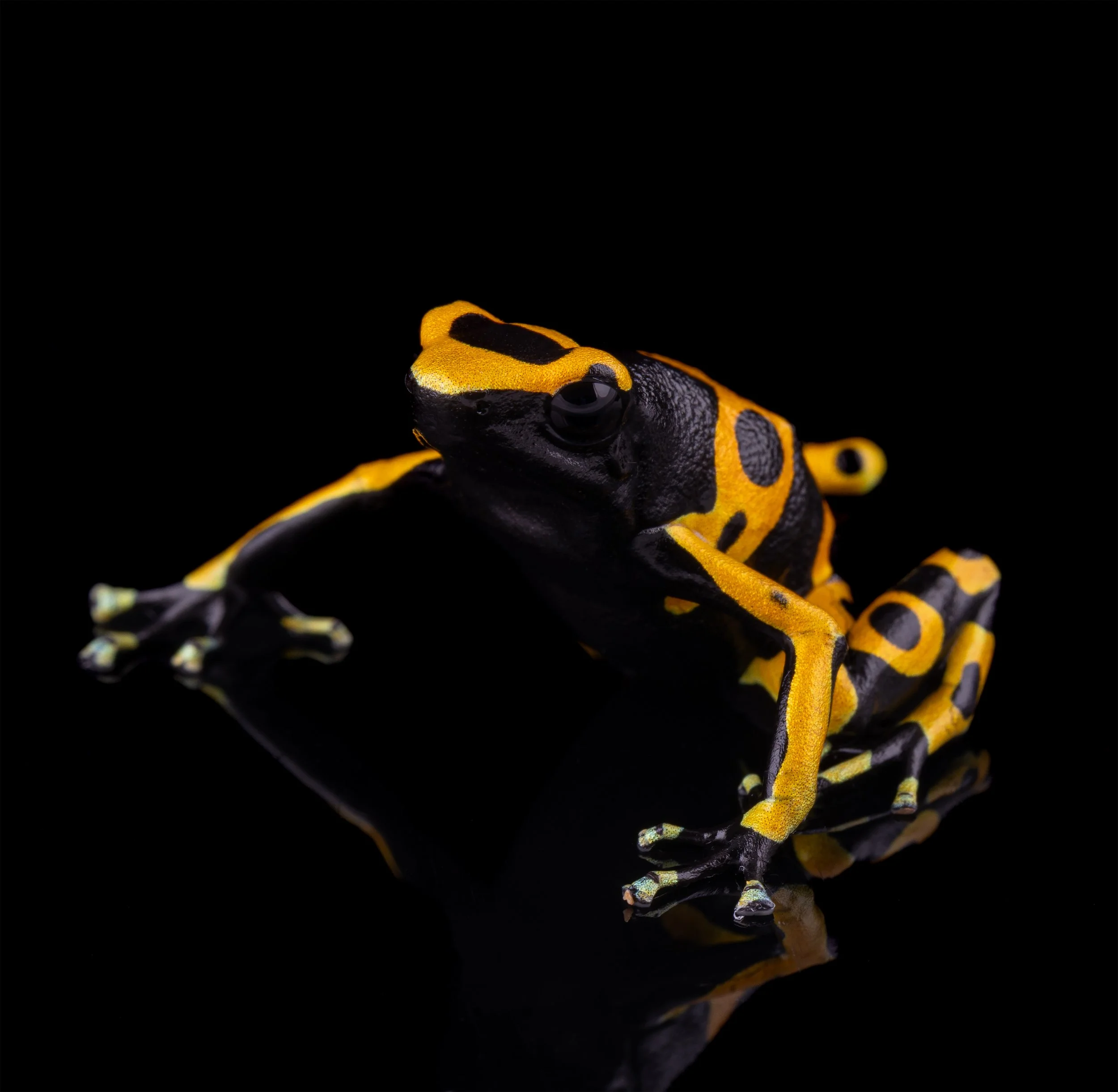 AVS_Prints_Dendrobatesleucomelas5_sRGB_72ppi.jpg