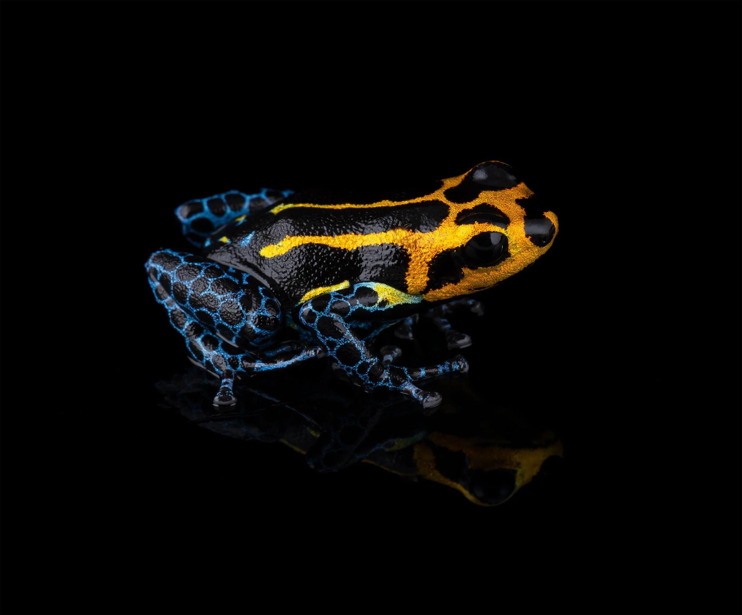 Mimic Poison Dart Frog (Ranitomeya imitator 'Varadero') V