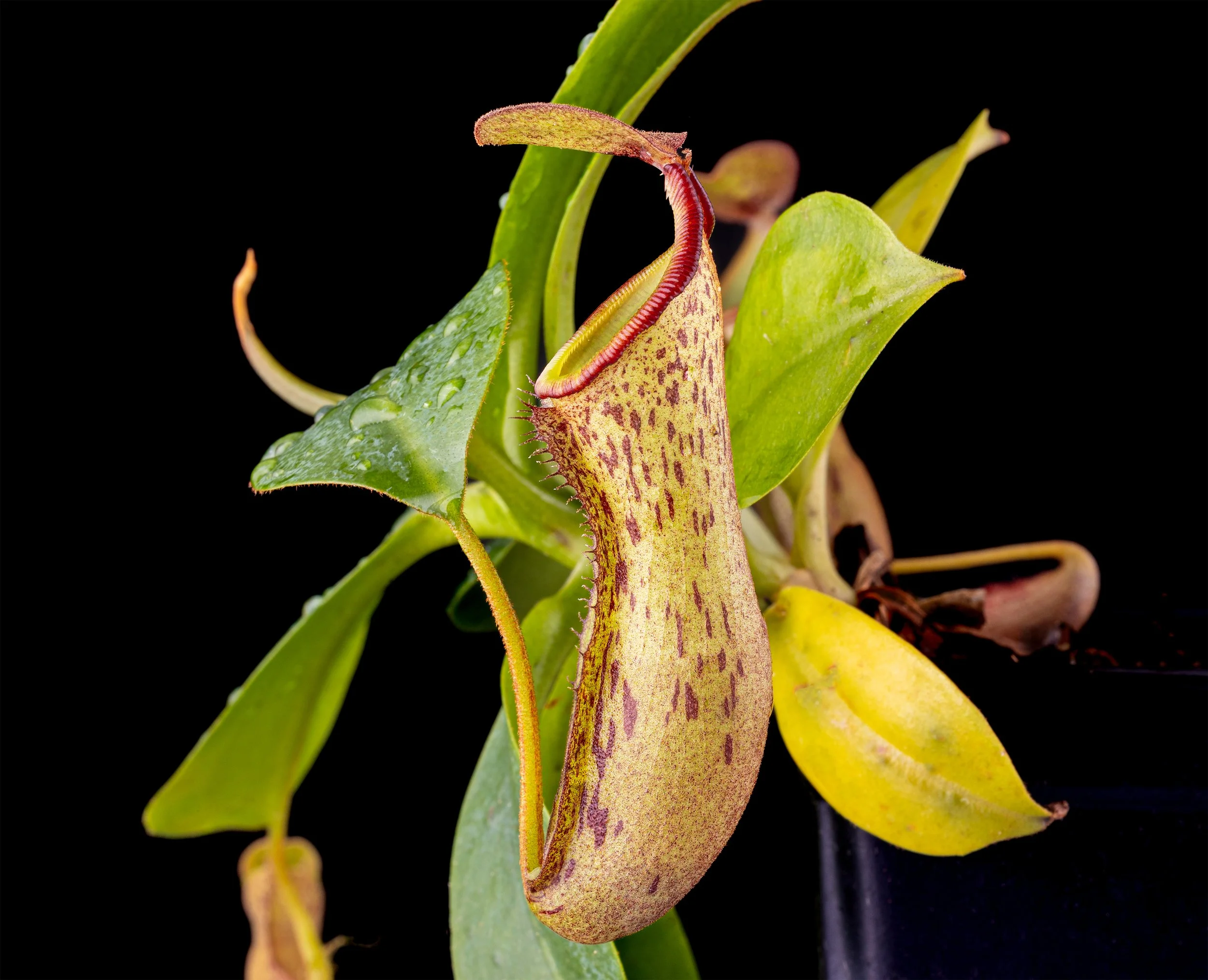 Nepenthes [(lowii x veitchii) x boschiana] 'Red Ruffled' x campanulata