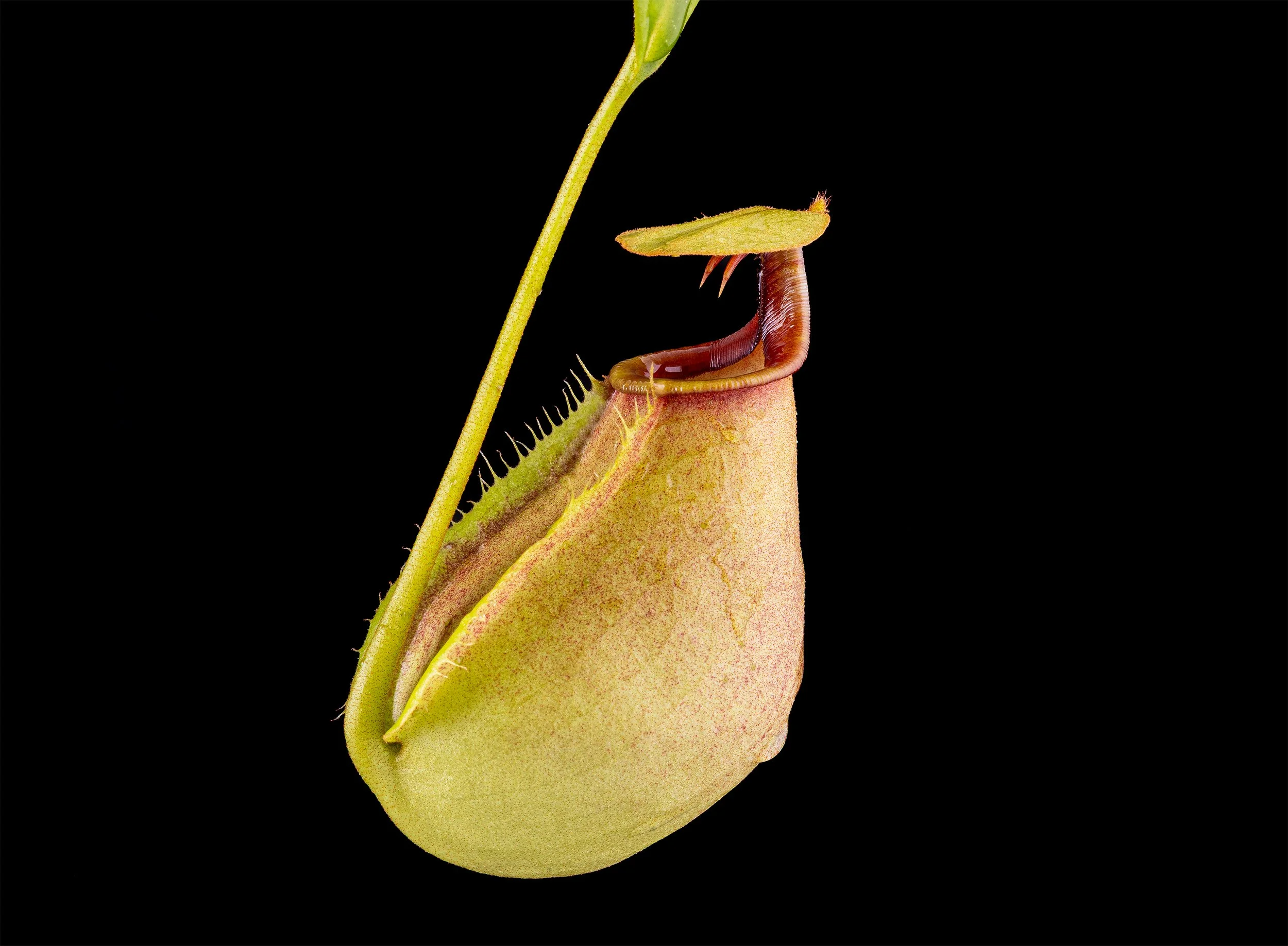 Nepenthes bicalcarata (Orange x Red)