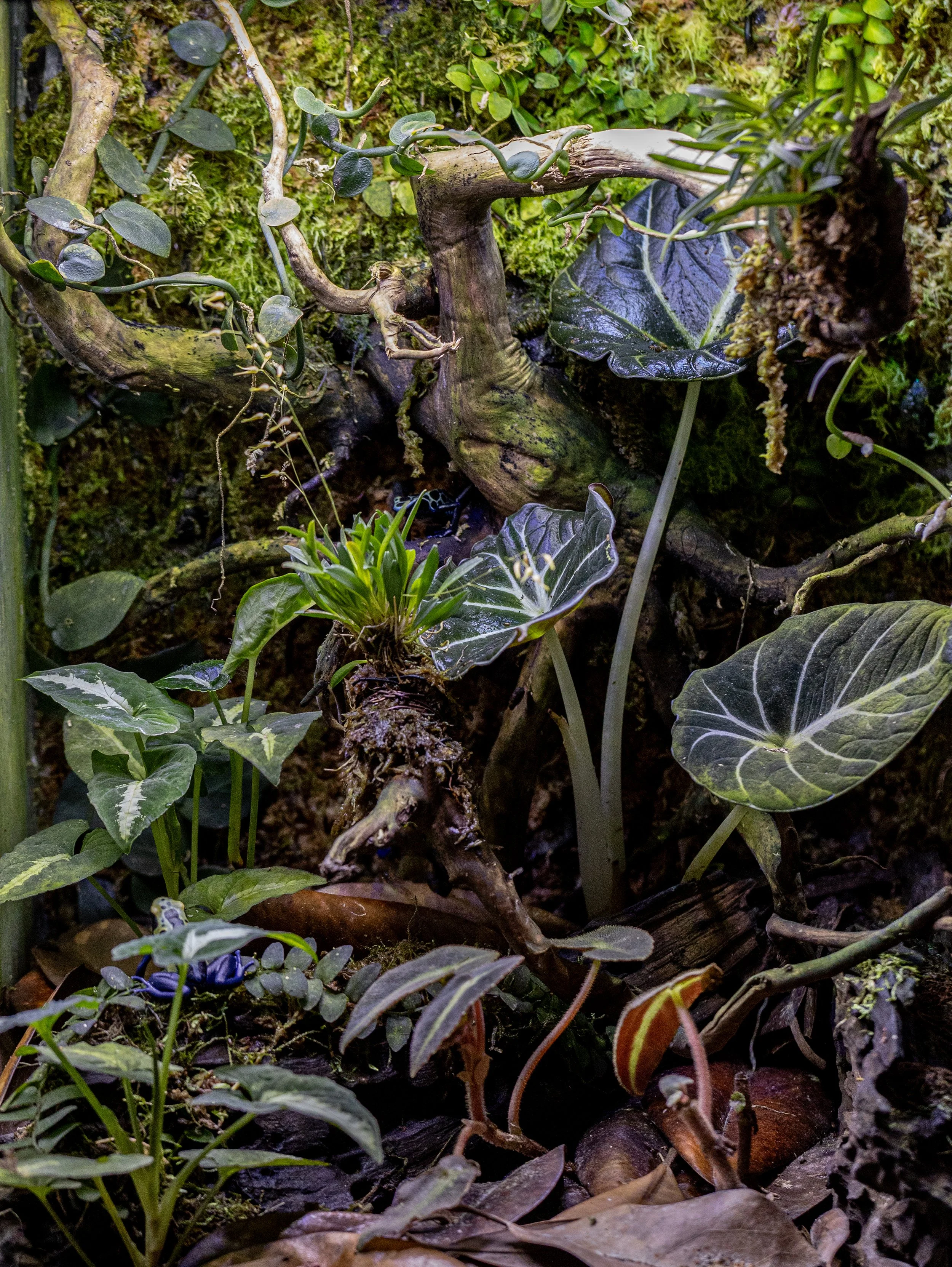 AVS_15x17x24Greensipvivarium4_sRGB_72ppi.jpg
