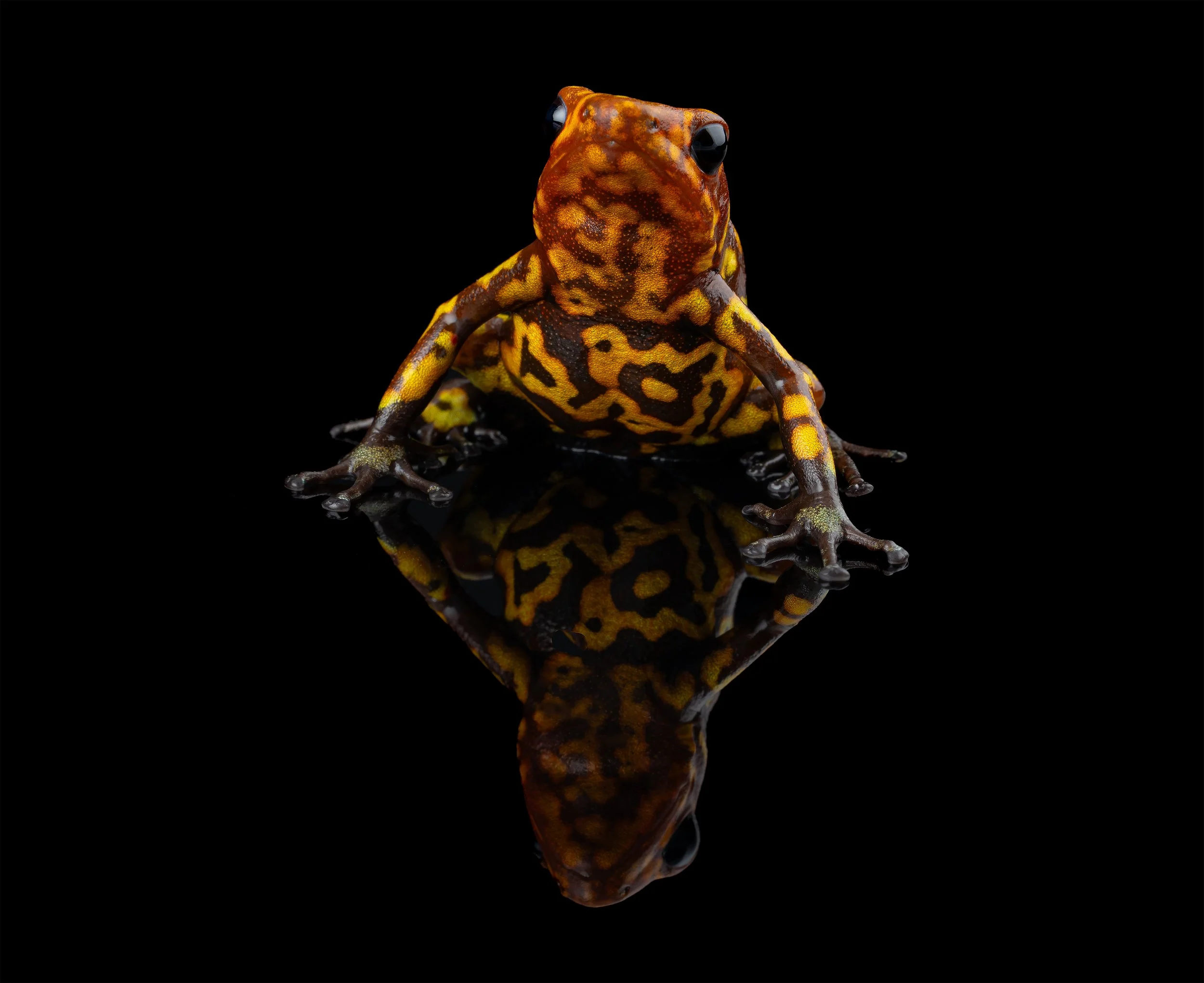 AVS_Prints_Oophagahistrionicaredheadlargeform2_sRGB_72ppi.jpg