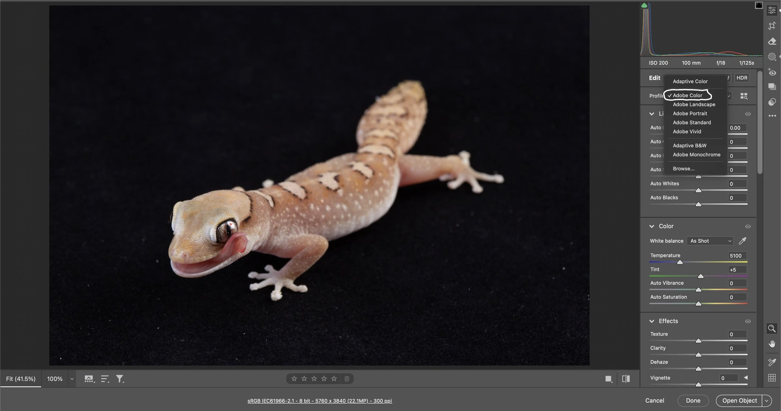 Now, let's post-process an image.  My subject for this tutorial is Diplodactylus galeatus.  Open the image in Adobe Camera Raw (Lightroom has the same Develop Module).  Select the Color Profile you want to use.  I use Adobe Color most of the time bec