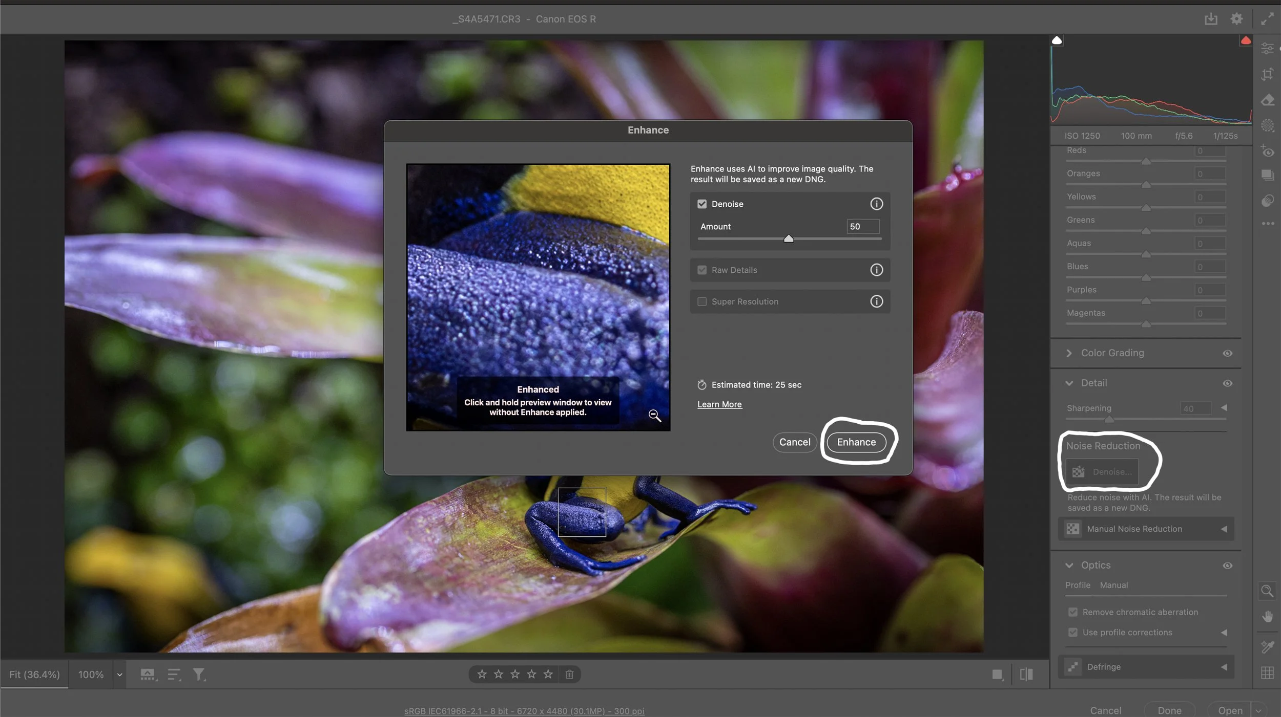 The last step I take in Adobe Camera Raw is Noise Reduction since I use higher ISOs because I’m not using off-camera flash.  I used to manually remove noise from photos, but now I simply reduce the noise with AI with one simple click!