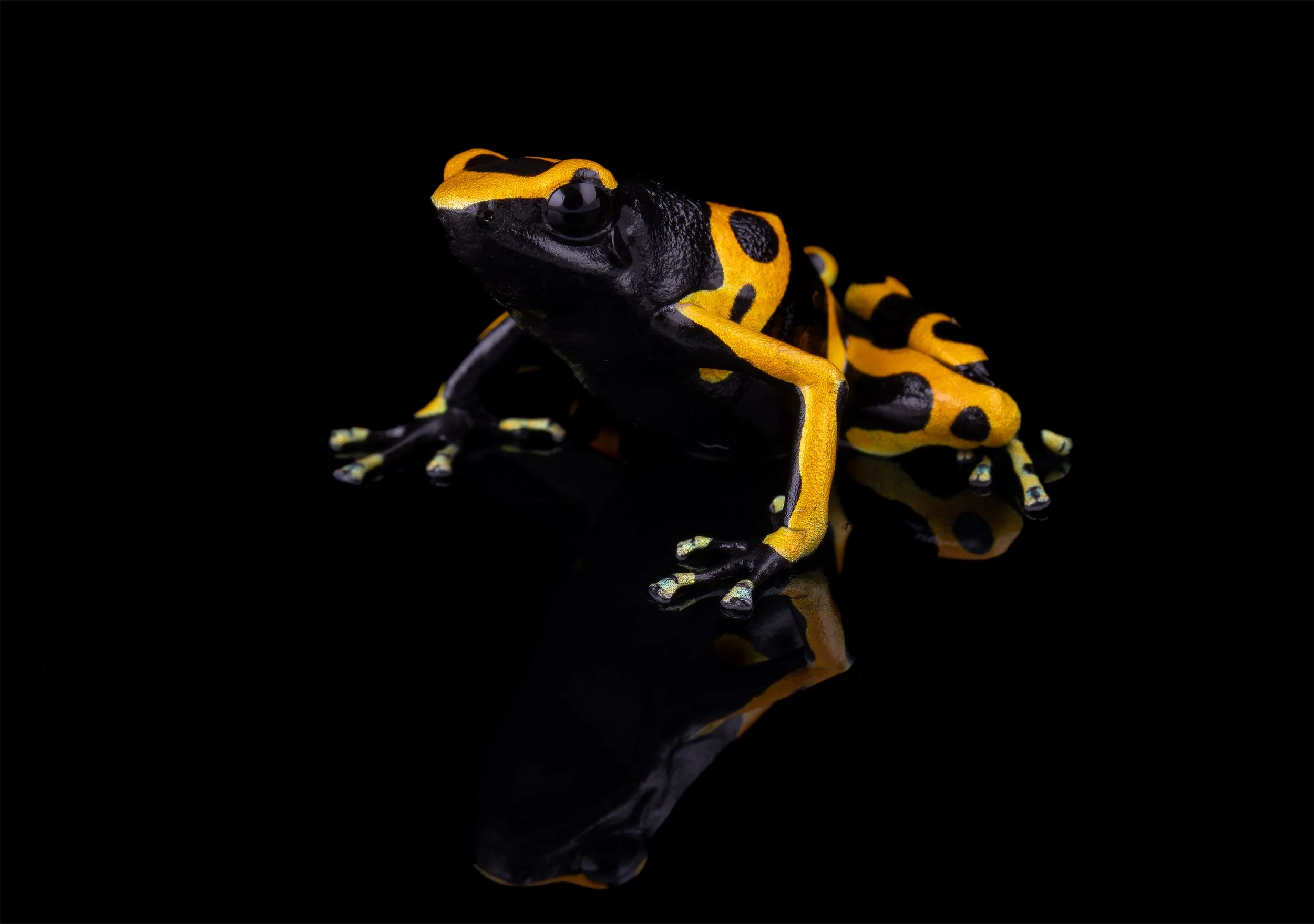 AVS_Prints_Dendrobatesleucomelas3_sRGB_72ppi.jpg
