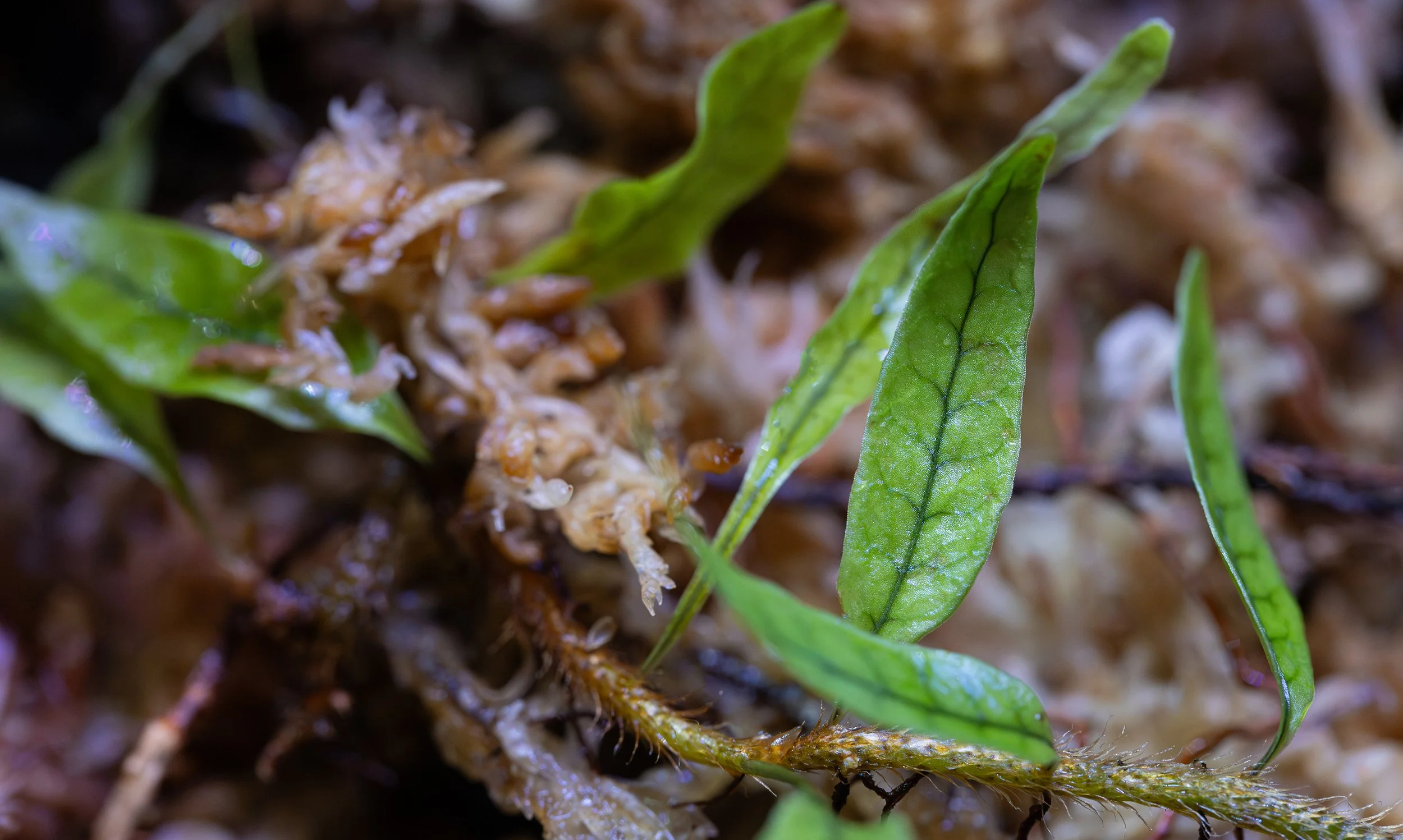 Microgramma lycopodioides
