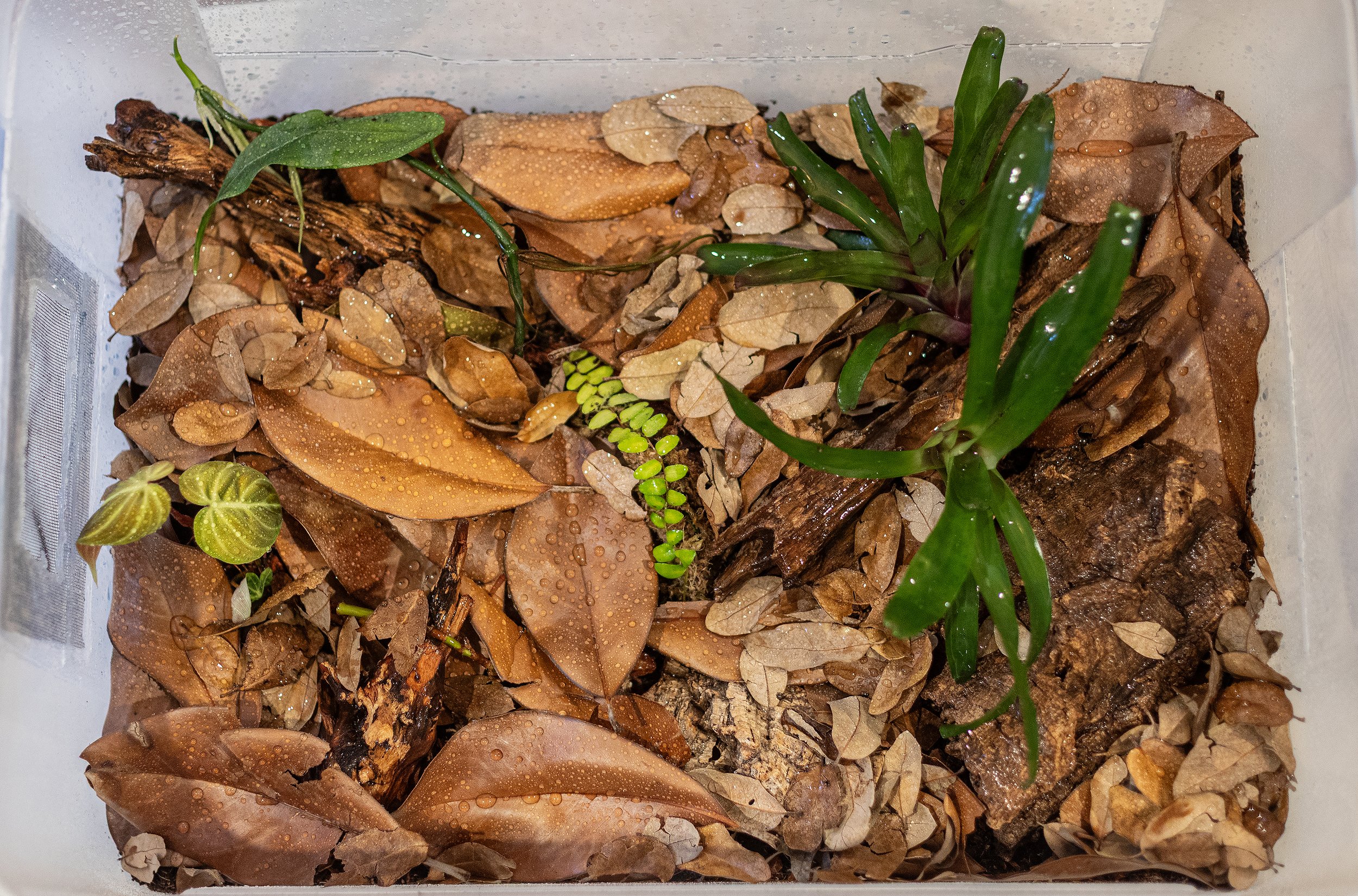 I mix up a batch of substate, which is 1 part peat moss, 1 part horticultural charcoal, 1-2 parts fir bark, and about 1 part milled sphagnum moss. I plant cuttings in the substrate, then cover the substrate with a healthy layer of magnolia and/or Te