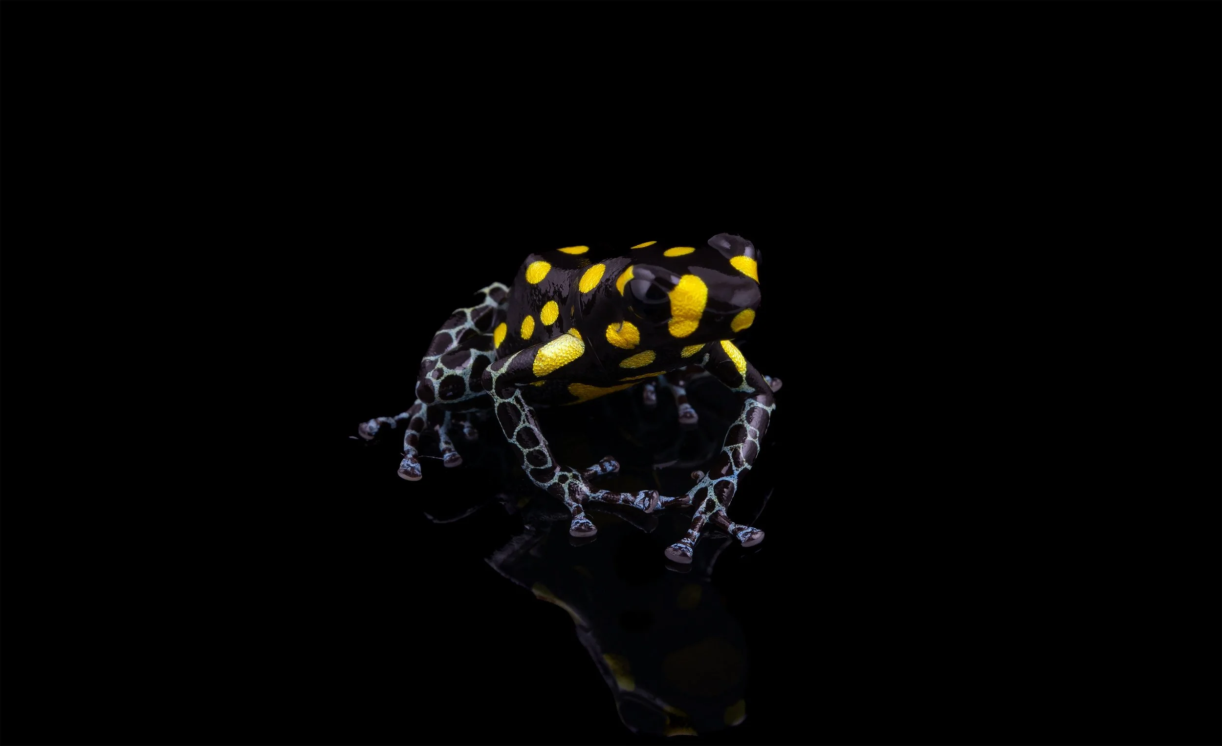 Spotted Poison Frog (Ranitomeya vanzolinii) III