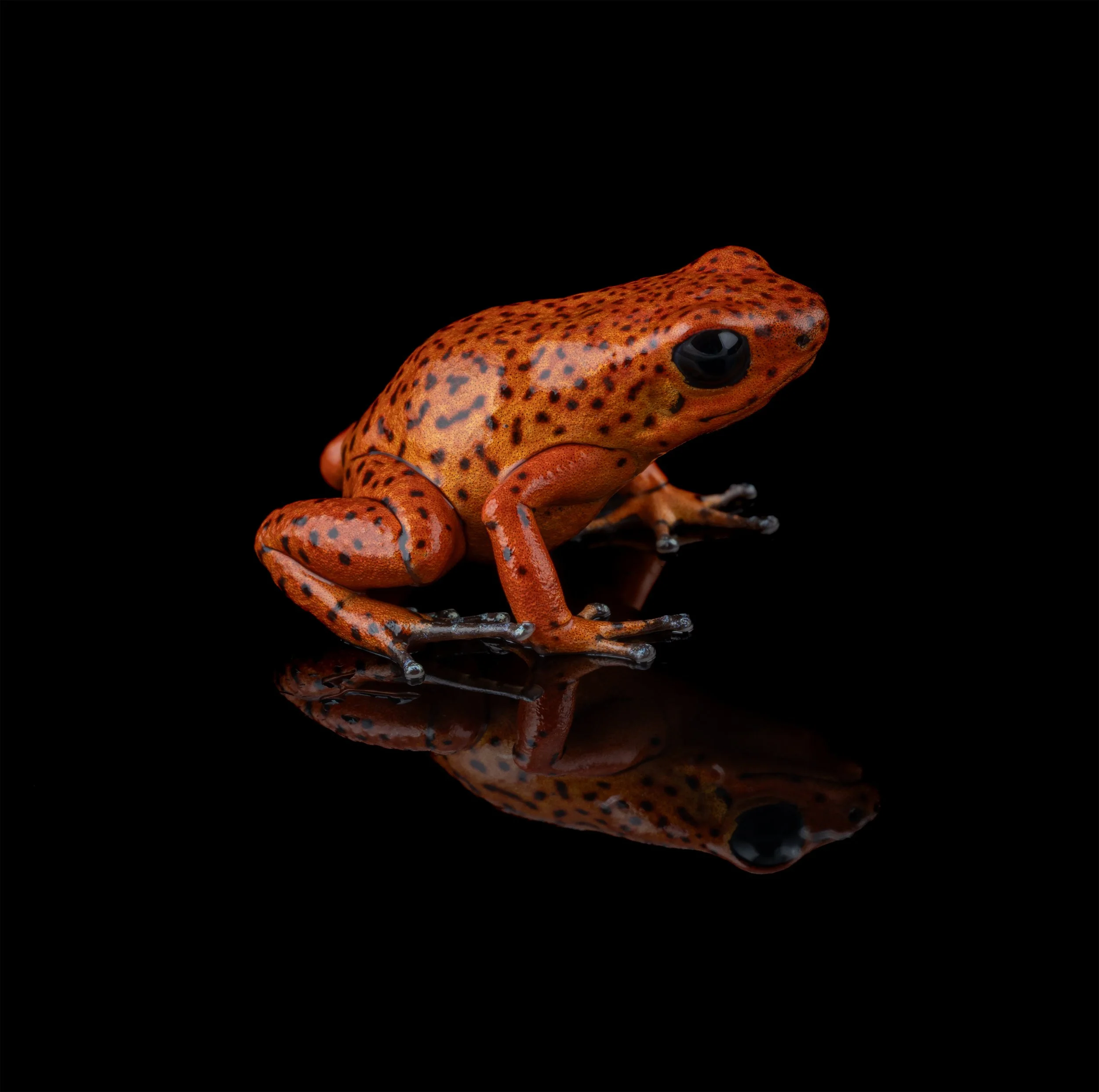 AVS_Prints_Oophagapumiliofroglet1_sRGB_72ppi.jpg