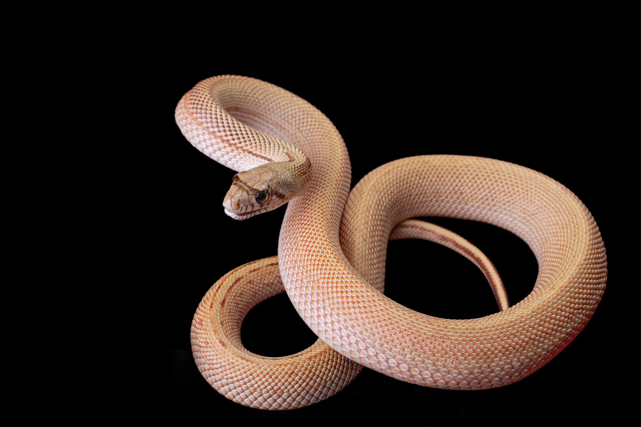 Pituophis catenifer afffinis