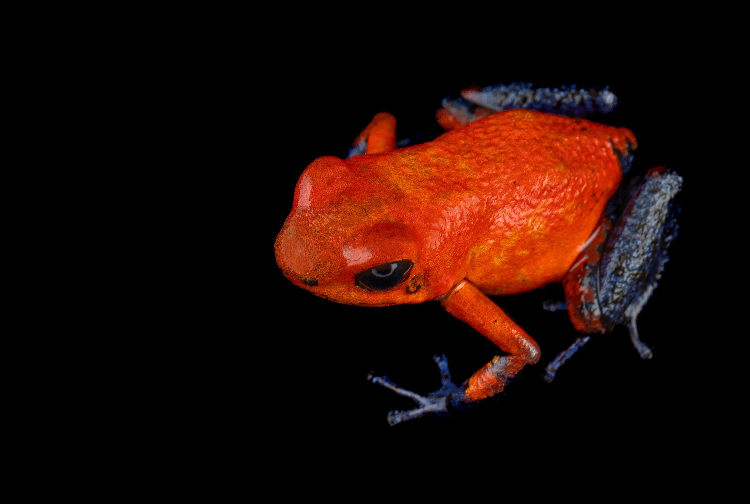 Strawberry Poison Dart Frog (Oophaga pumilio 'Blue Jeans')