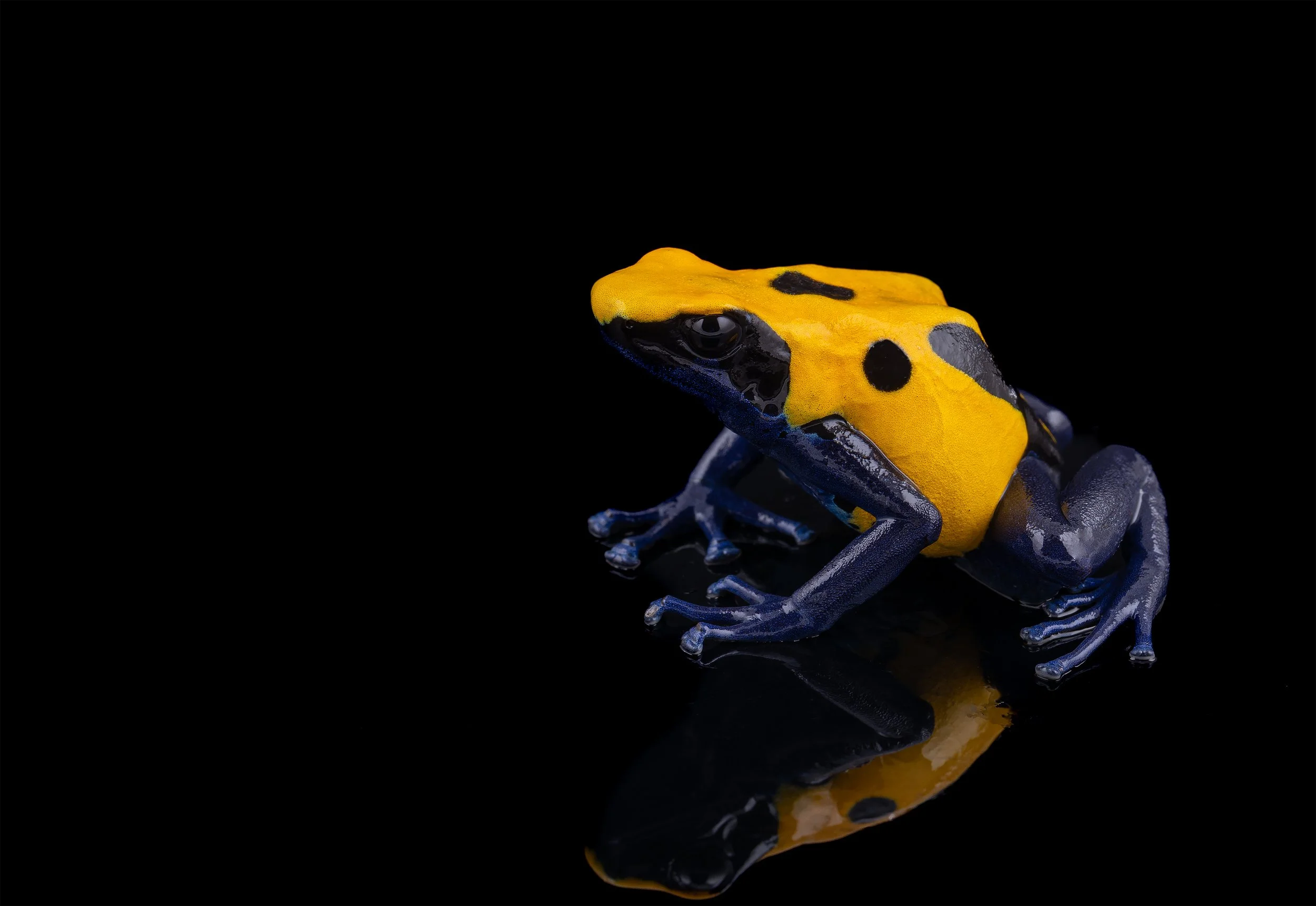 Adult Dendrobates tinctorius 'Citronella'