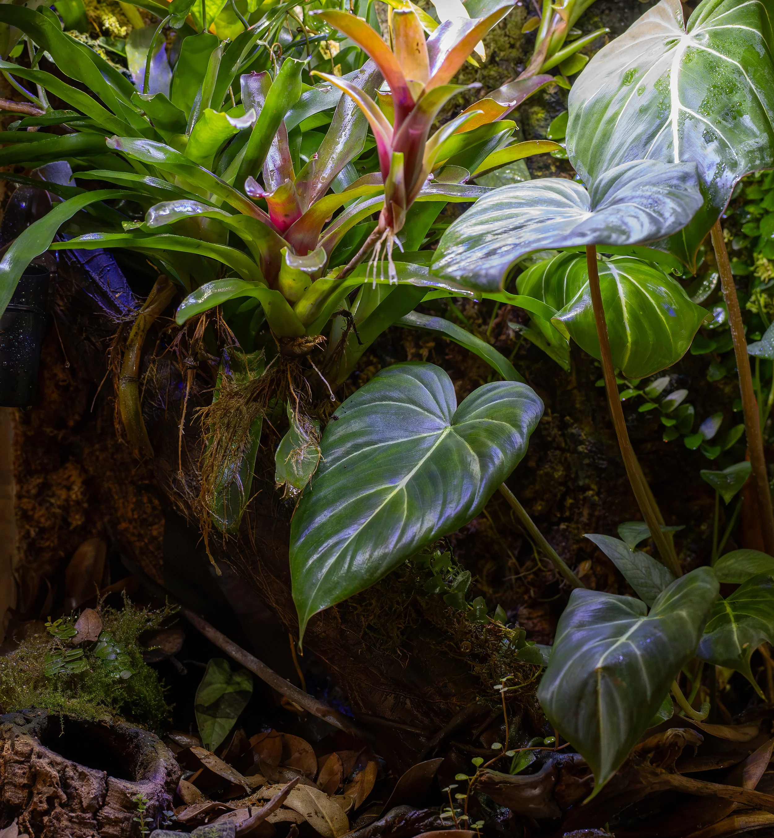 AVS_18x24R.imitatorvaradero6_sRGB_72ppippi.jpg