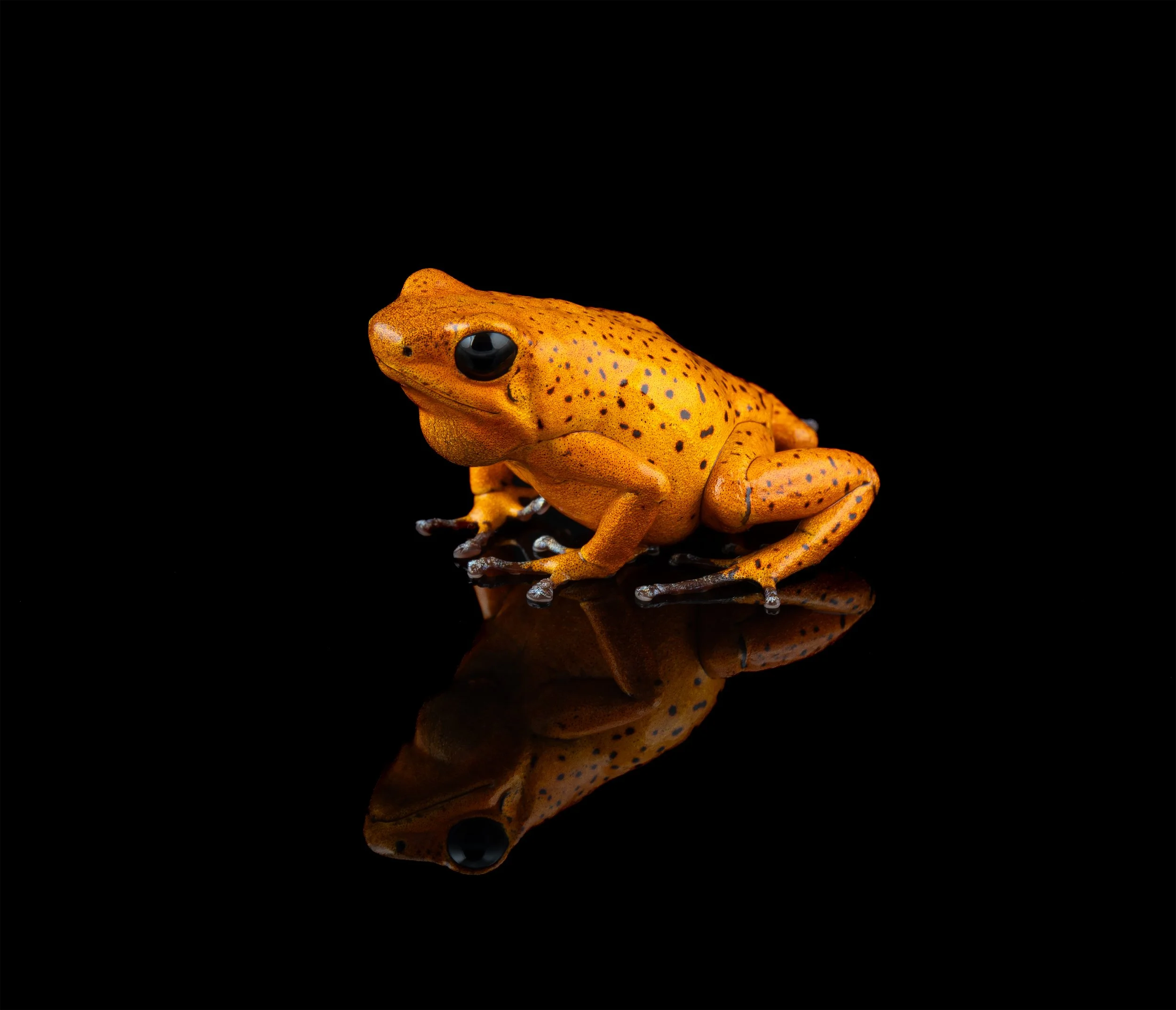 Adult Male Oophaga pumilio 'El Dorado - Spotted' II