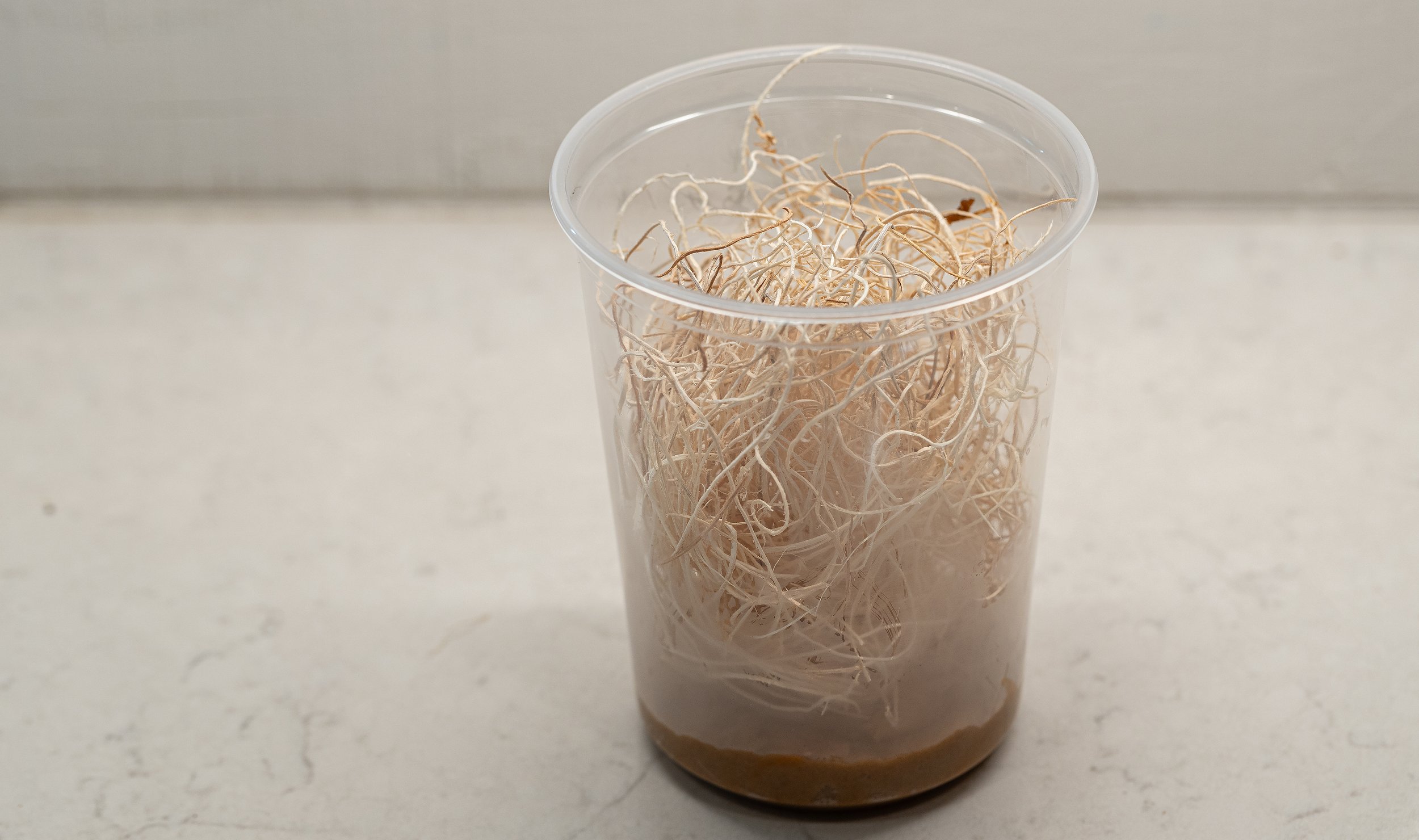 Add about a baseball-sized amount of excelsior to the cup and put the lid on it