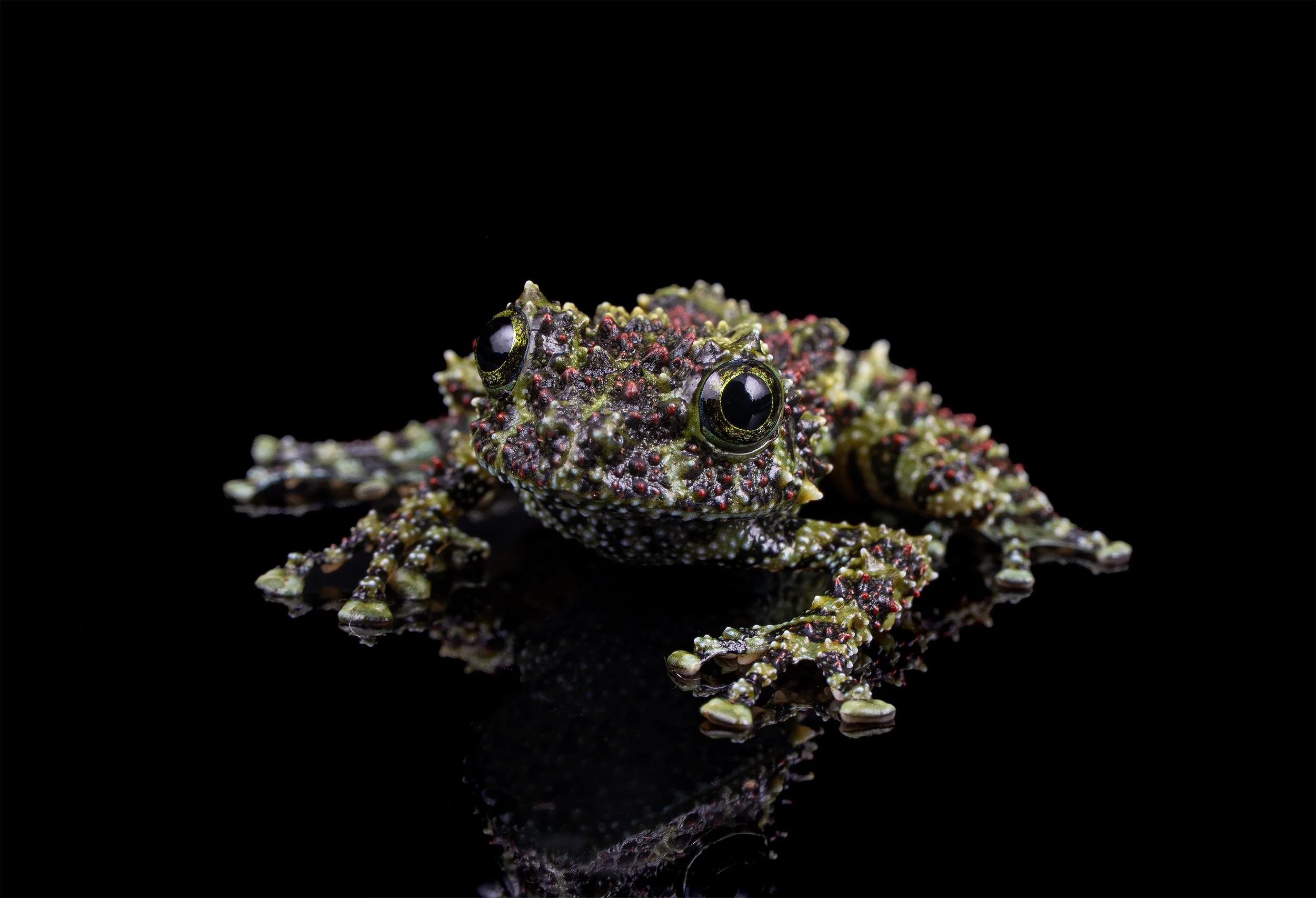 Juvenile Vietnamese Mossy Frog (Theloderma corticale) II