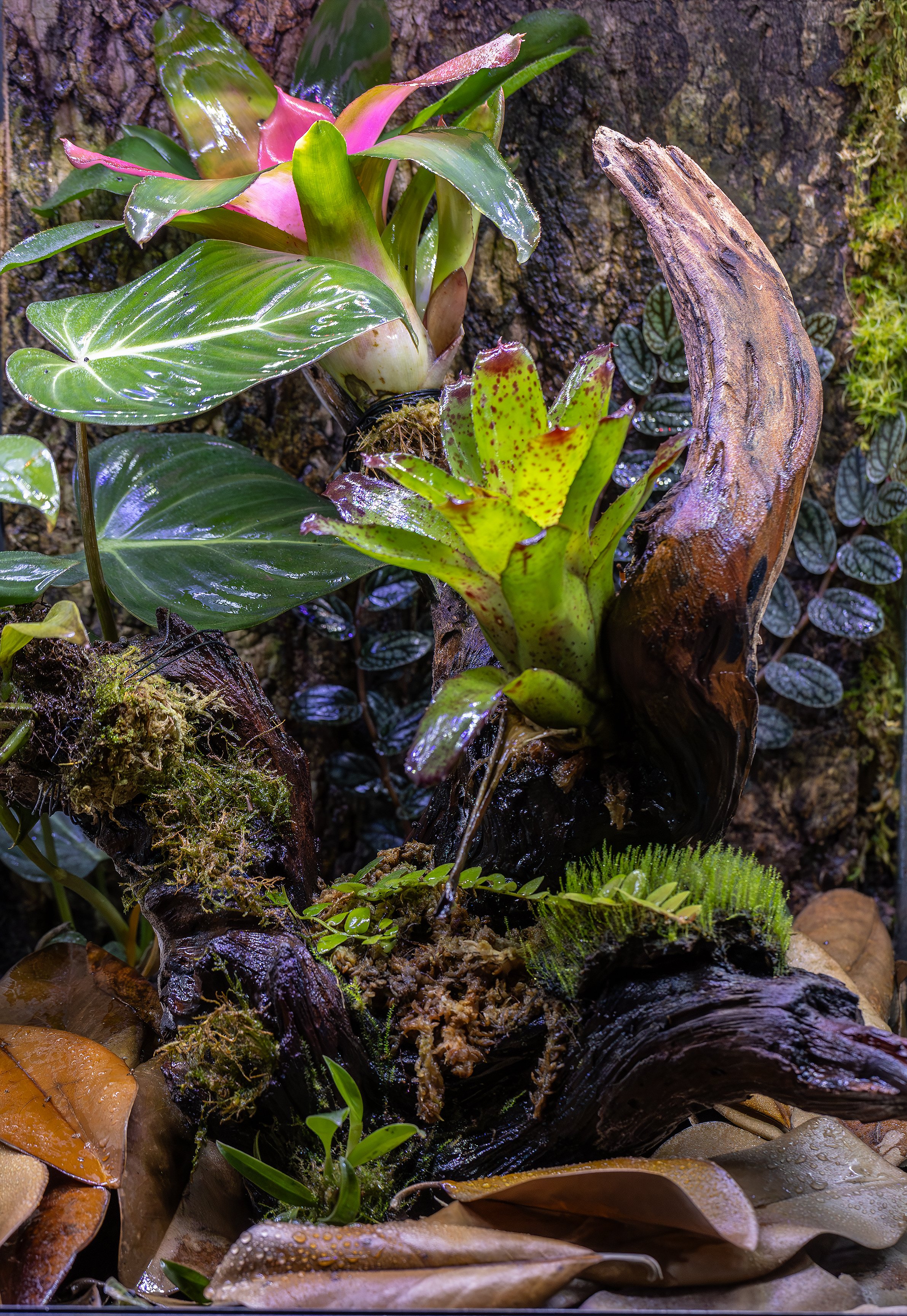AVS_15x17x24R.sirensis1_sRGB_X3456_72ppi.jpg