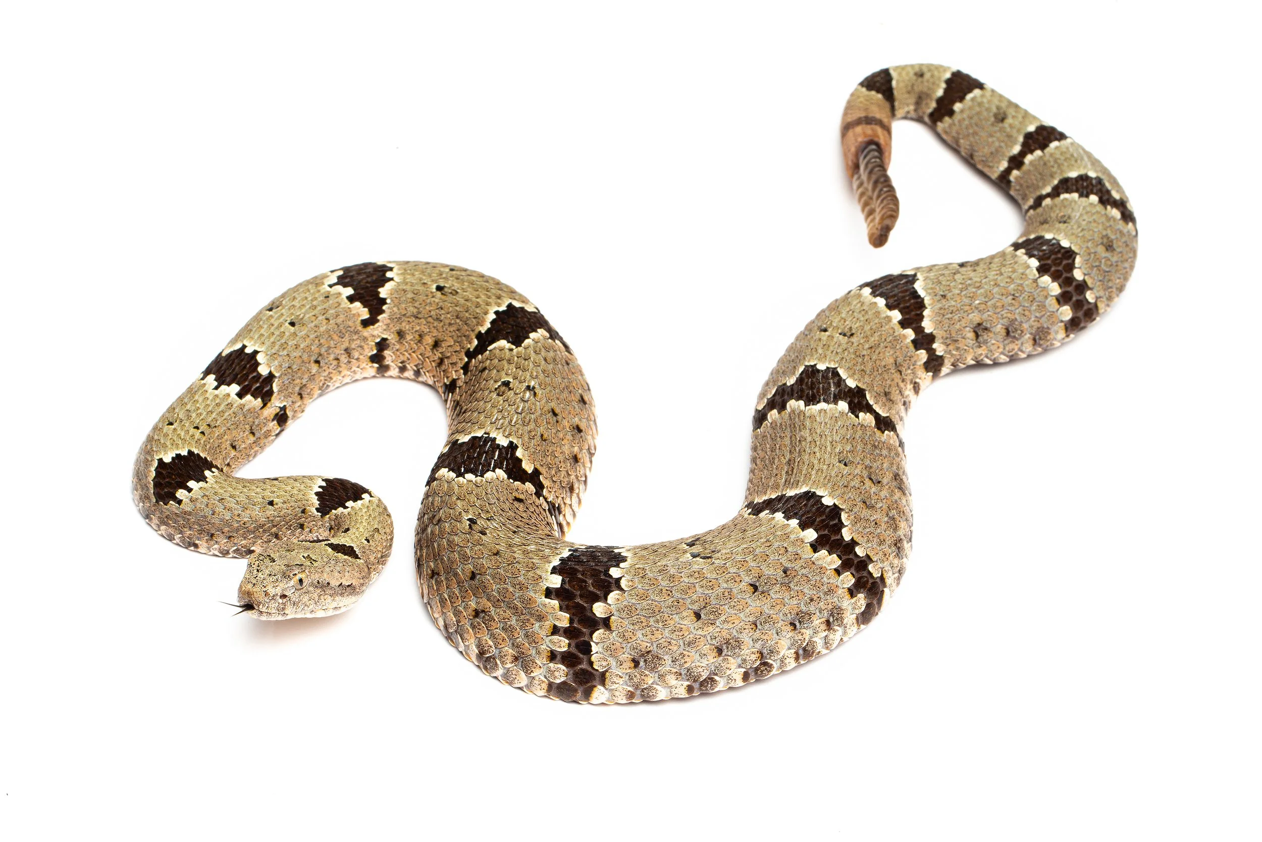 AVS_Prints_Crotaluslepidusklauberi1_sRGB_3456x_72ppippi.jpg