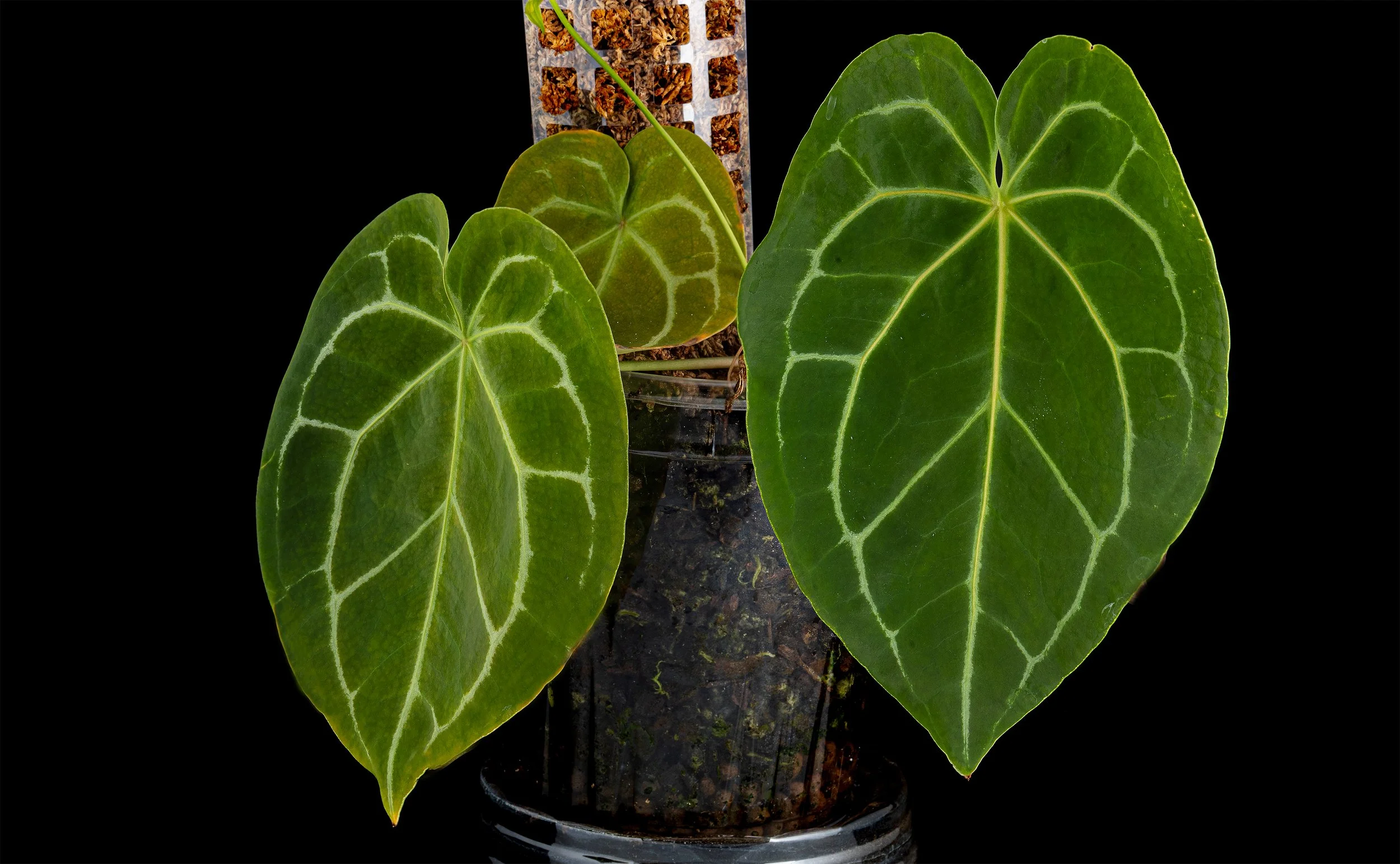 Anthurium magnificum x Doc Block F2 x Ace of Spades x crystallinum